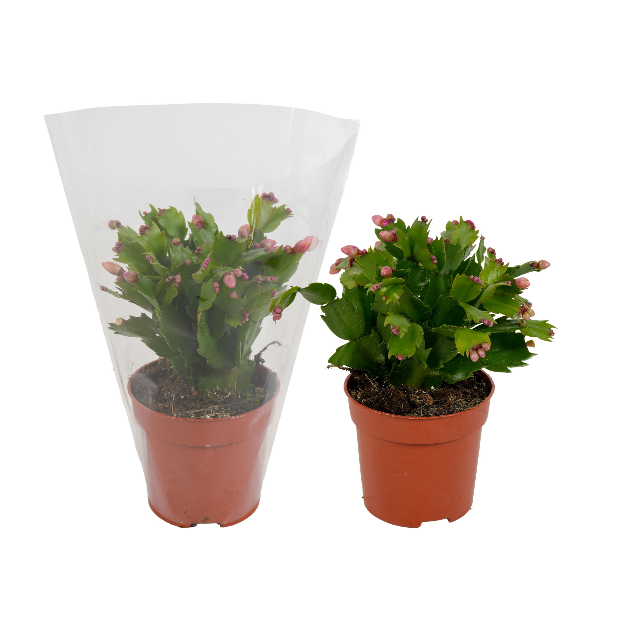 Schlumbergera 10.5 cm oranje blanco-hoes, D 10,5 cm