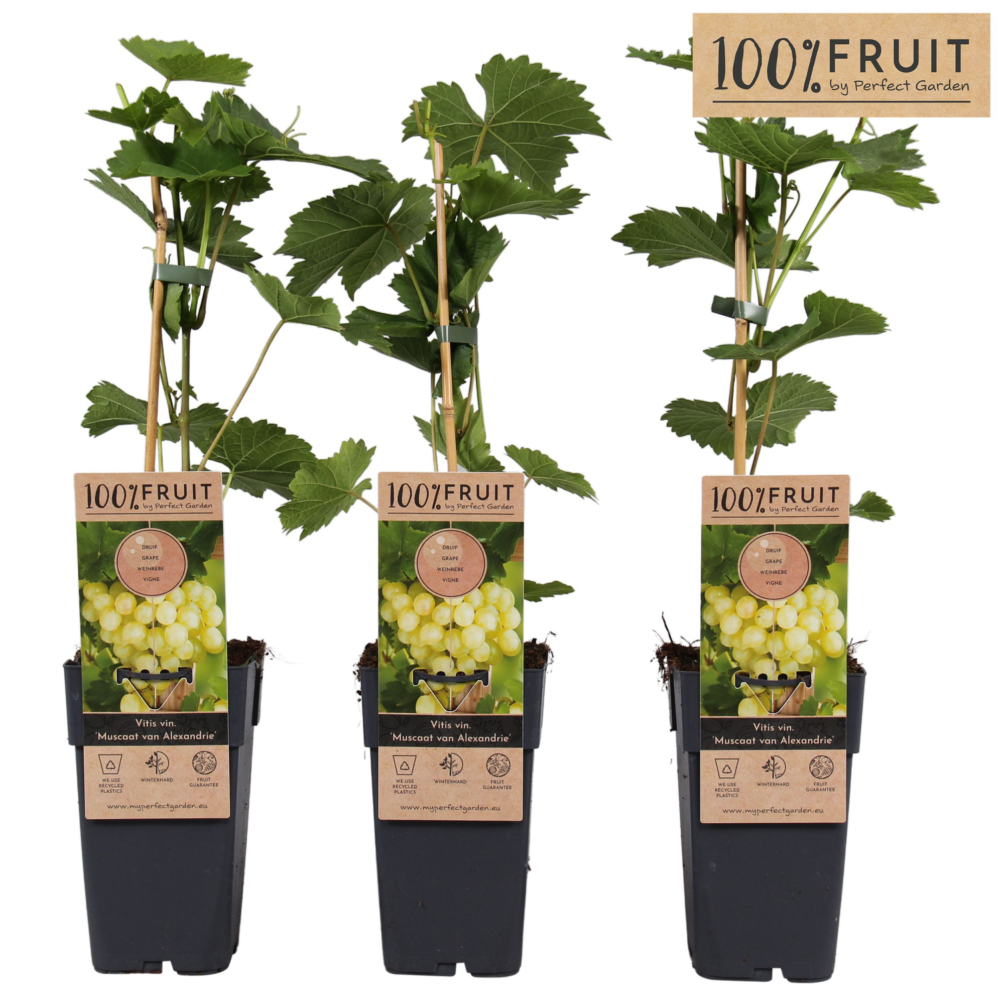 Vitis Muscat of Alexandria P15, D 15 cm