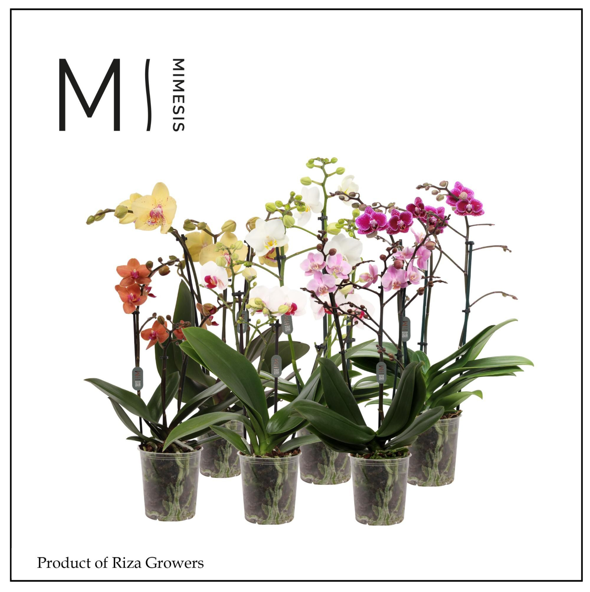 Phalaenopsis Multi Mix 3 spike - 12cm | Mimesis, D 12 cm