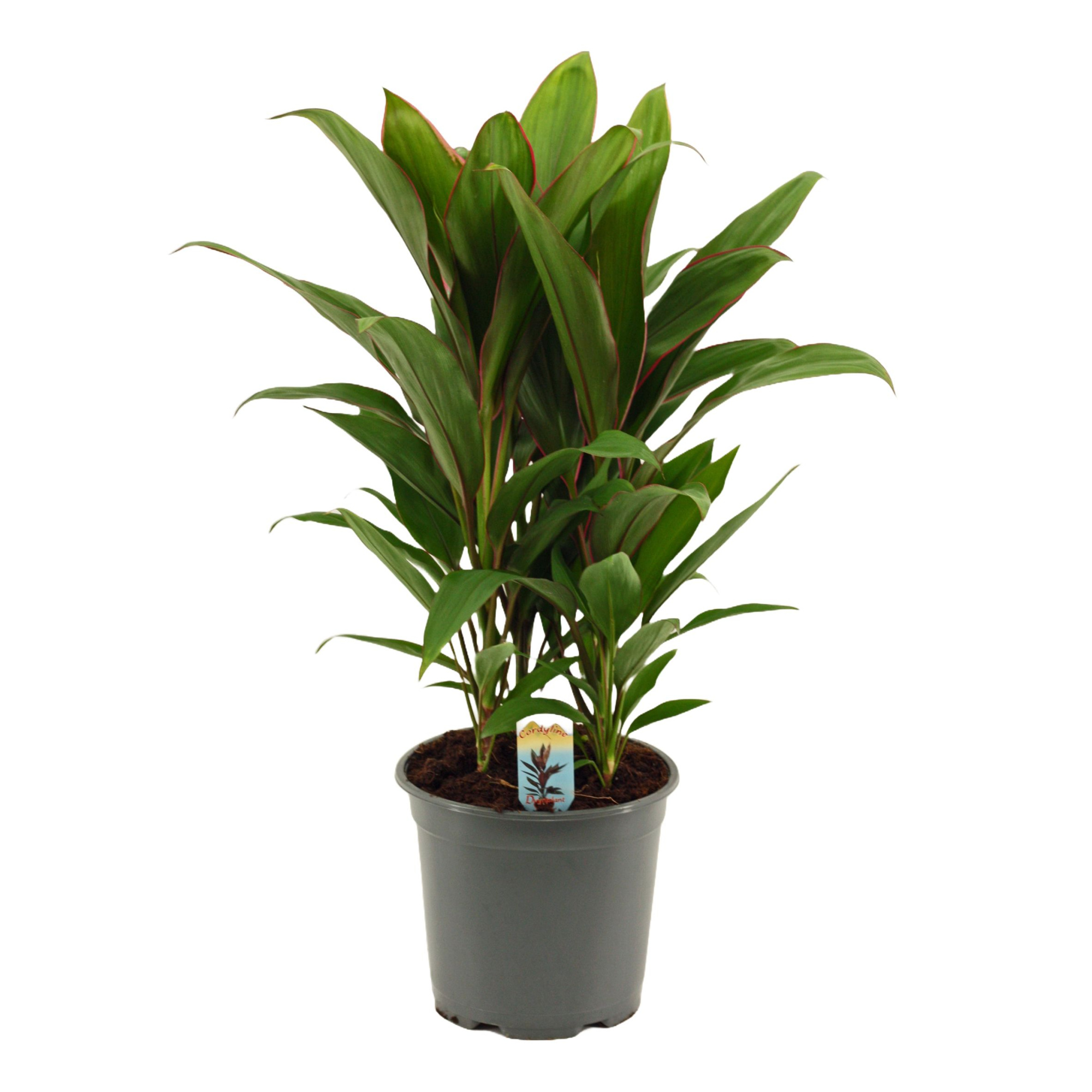 Cordyline Salsa toef 19 cm, D 19