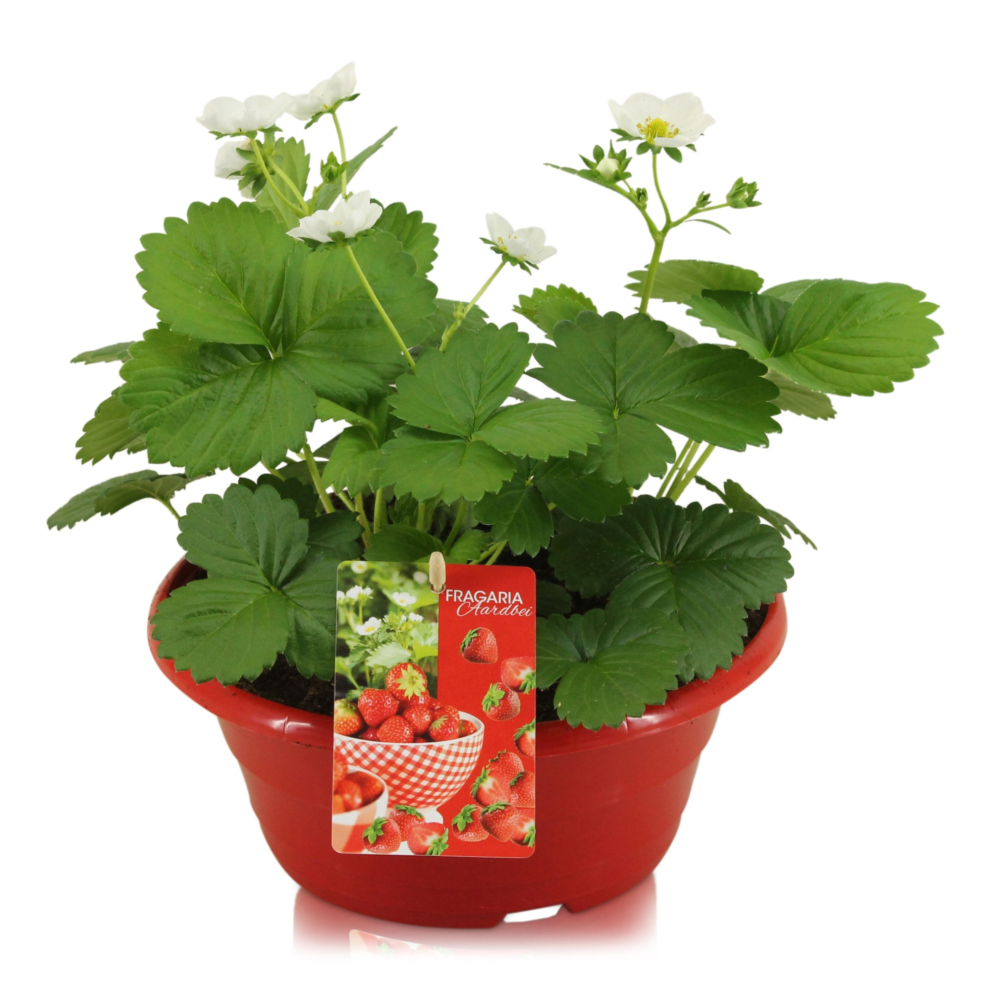Fragaria Beltran in rode schaal, D 23