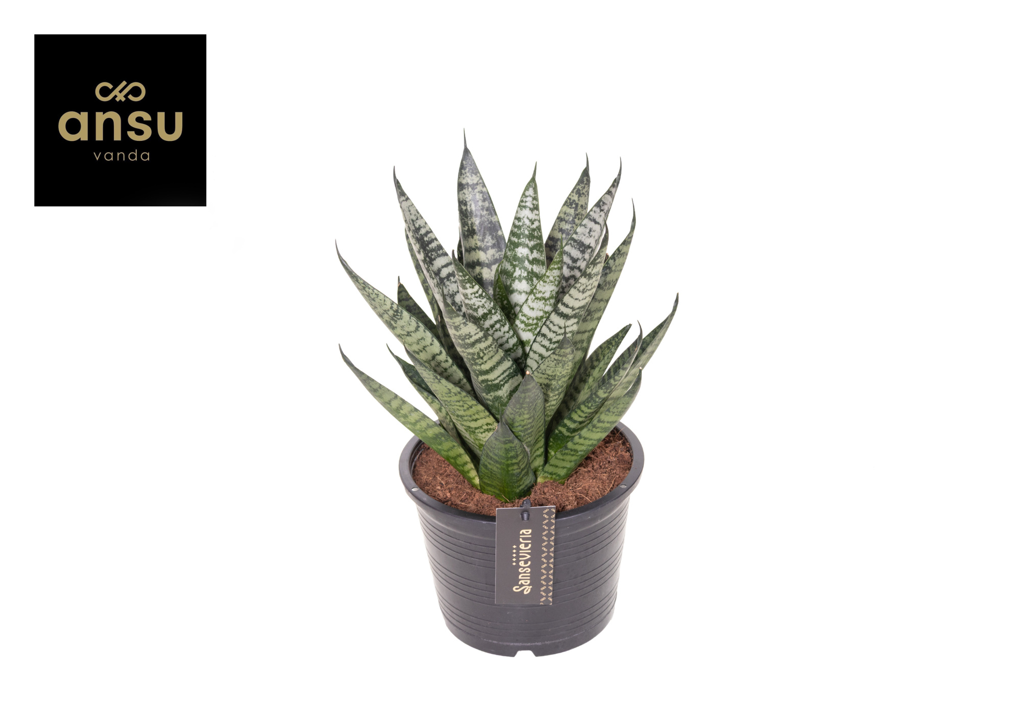Sansevieria Comet Ming Green Marble, D 15 cm
