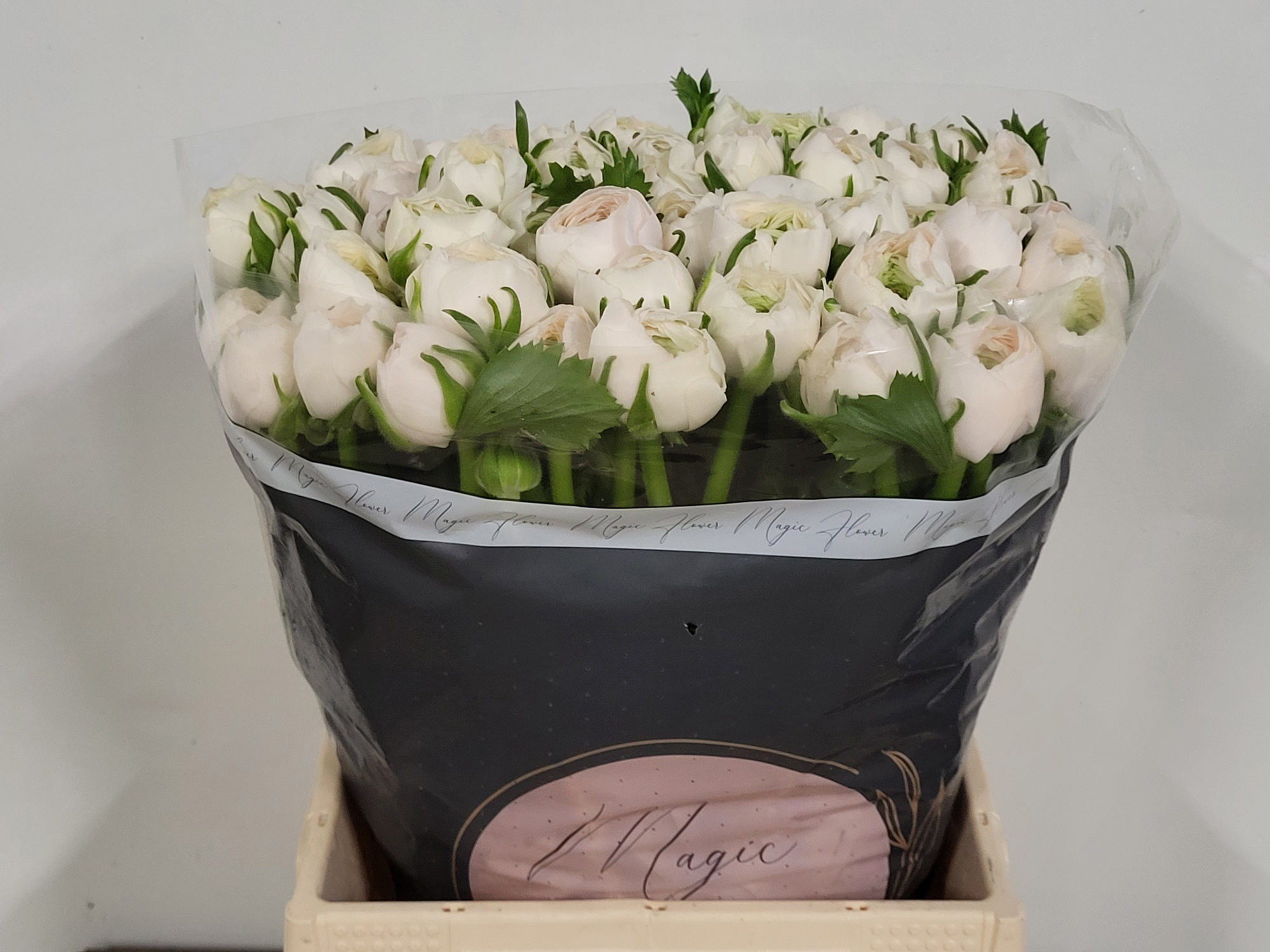 Ранункулус Саксесс Ханой 45, шт.