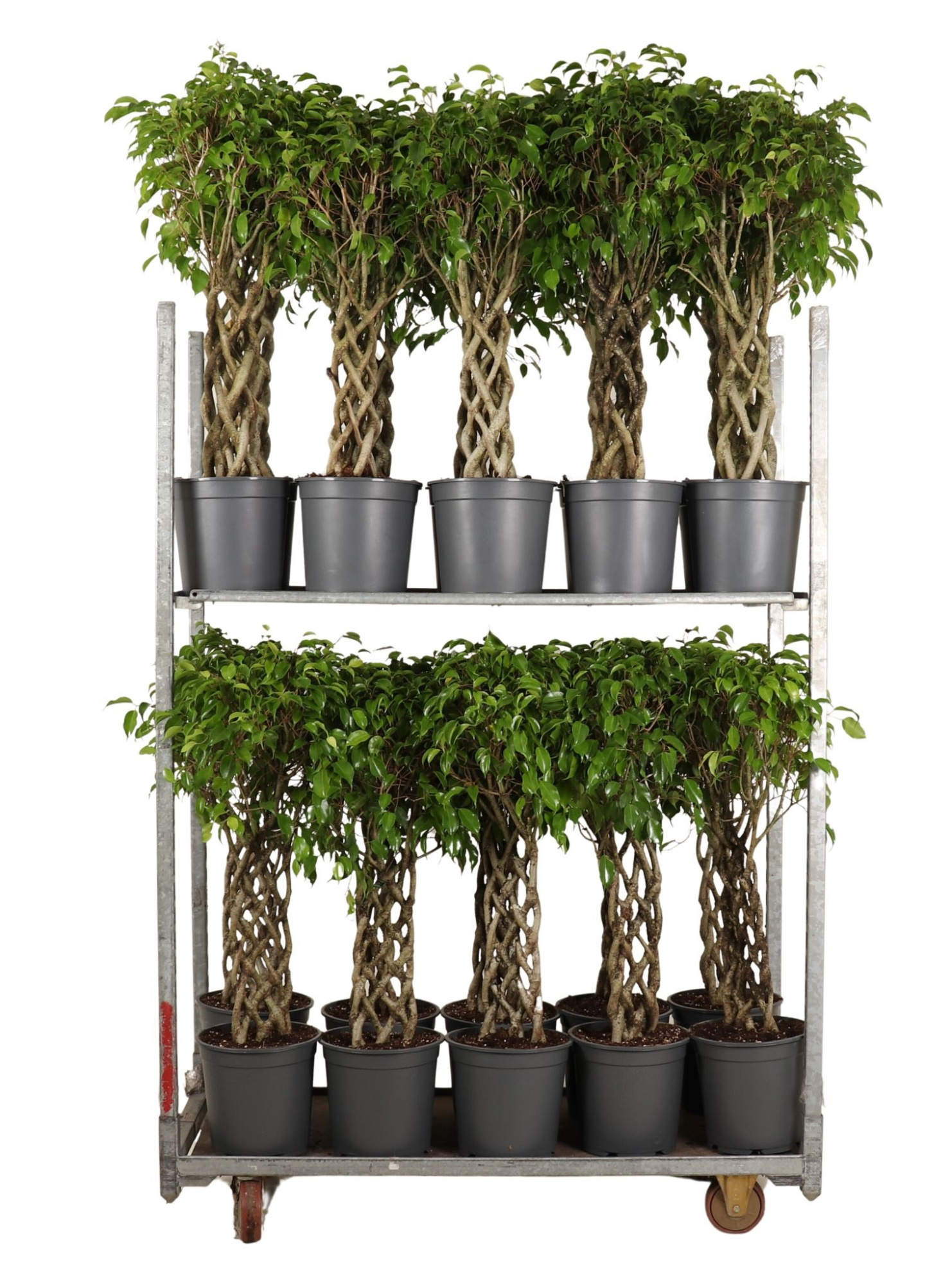 mengdeen ficus exotica cilinder en gevlochten mat, D 27 cm