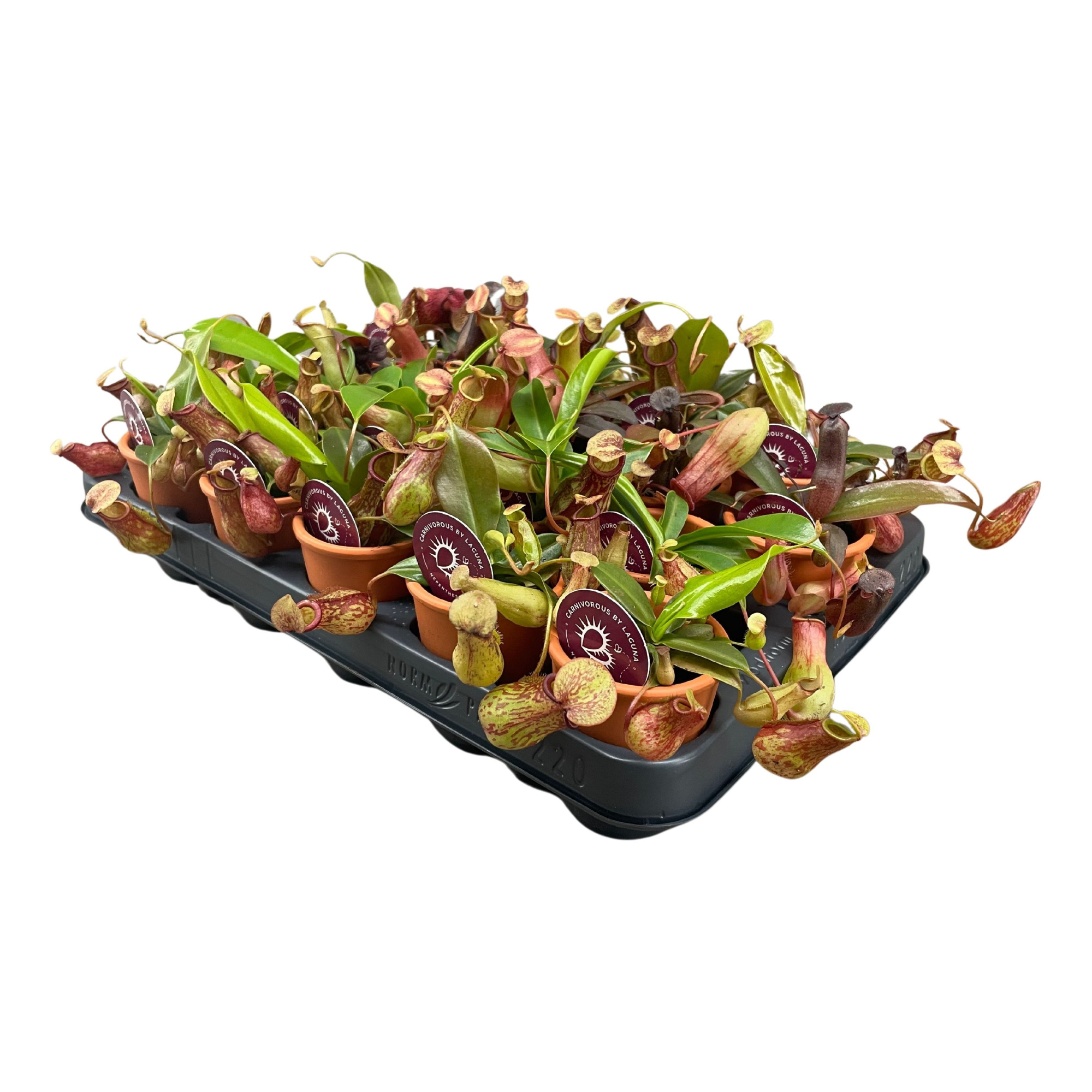 Nepenthes mix in 7 cm terracotta pot (waterdicht), D 7 cm