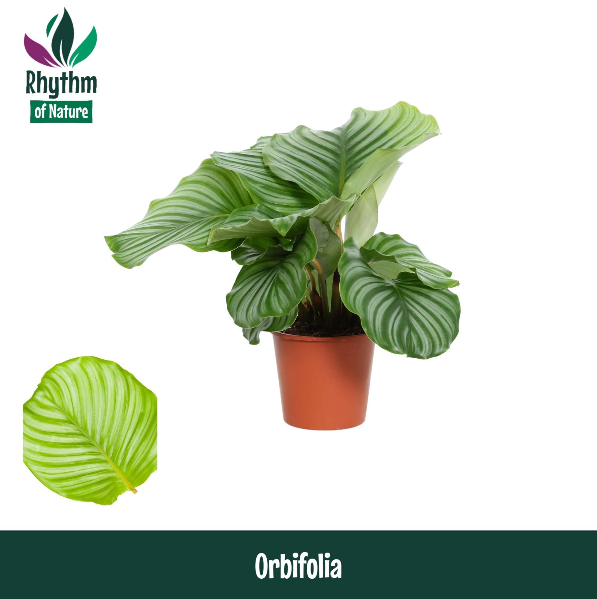 Calathea 14cm Orbiflolia - Rhythm of Nature, D 14