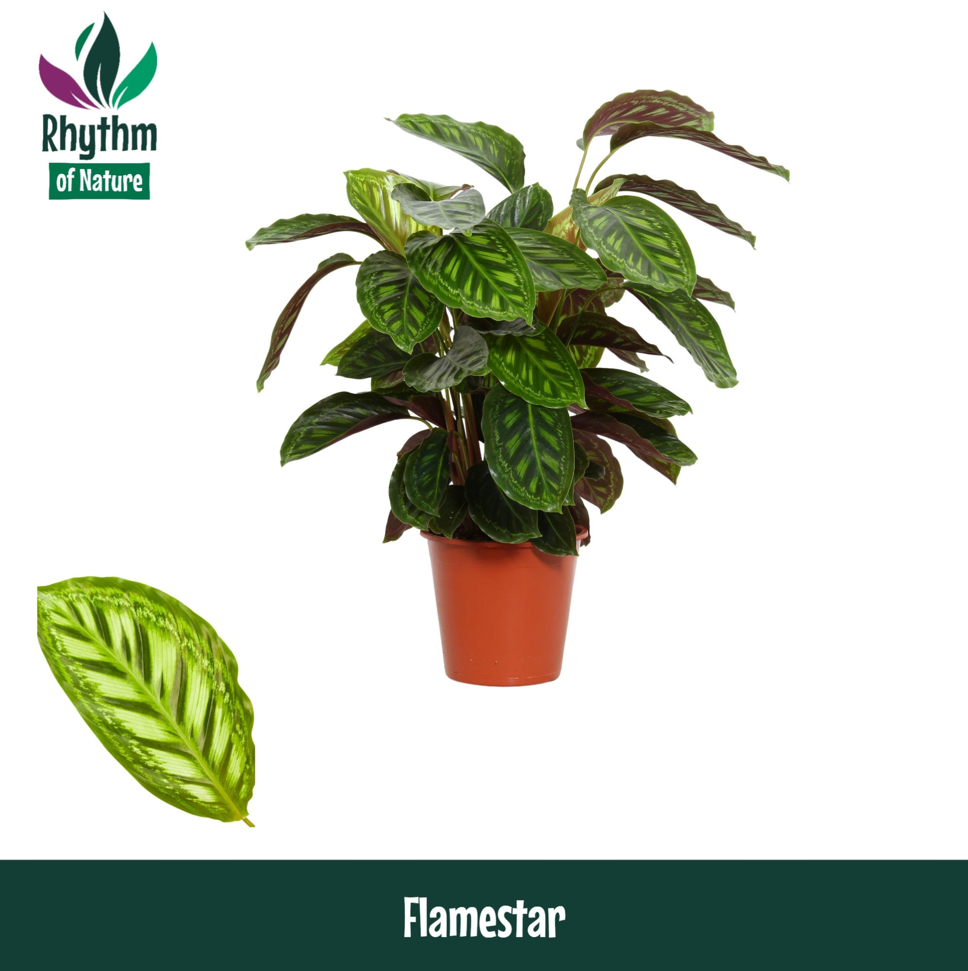 Calathea 19cm Flamestar Rhythm of Nature, D 19 cm