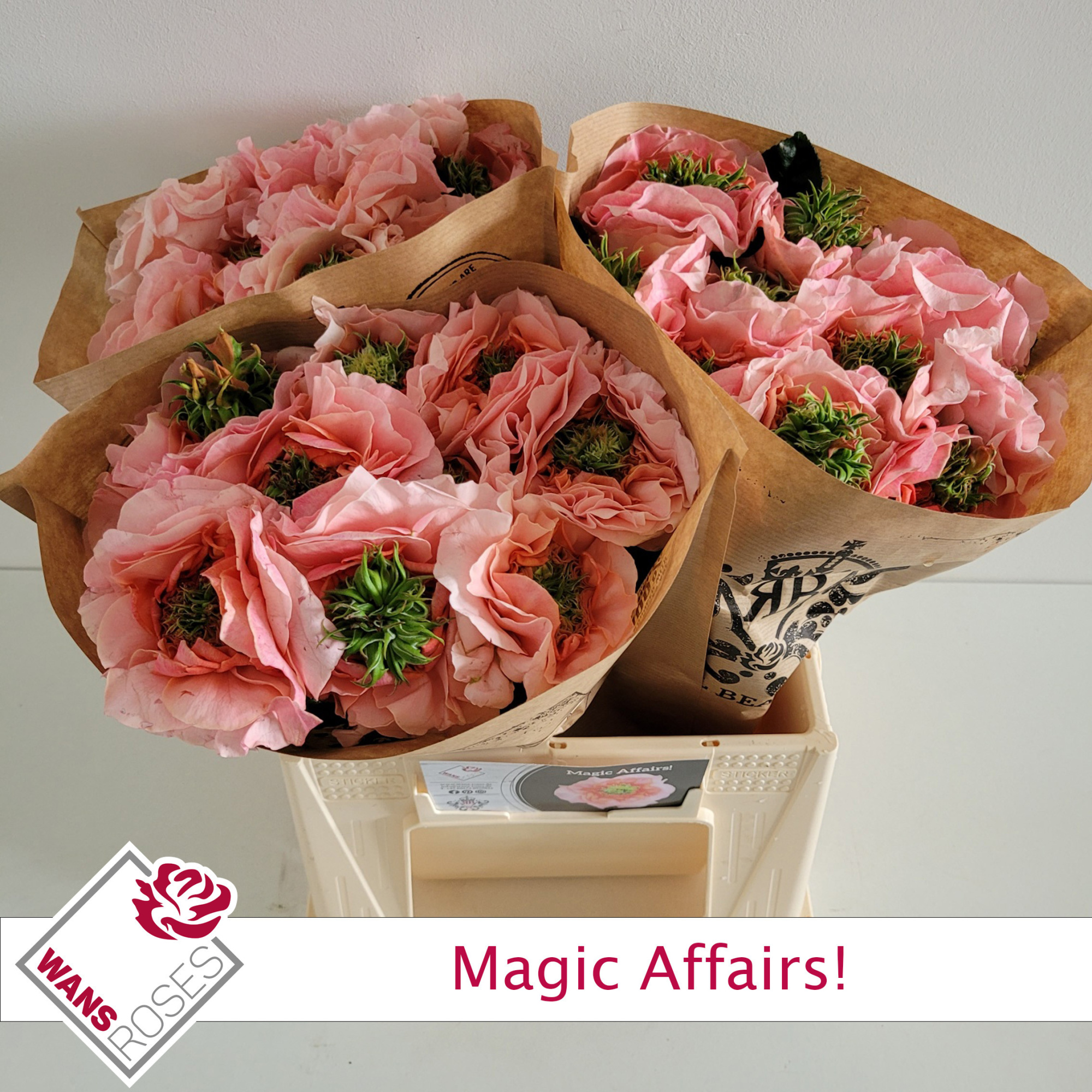 Роза од. Мэджик Эфейрс! 40, шт.