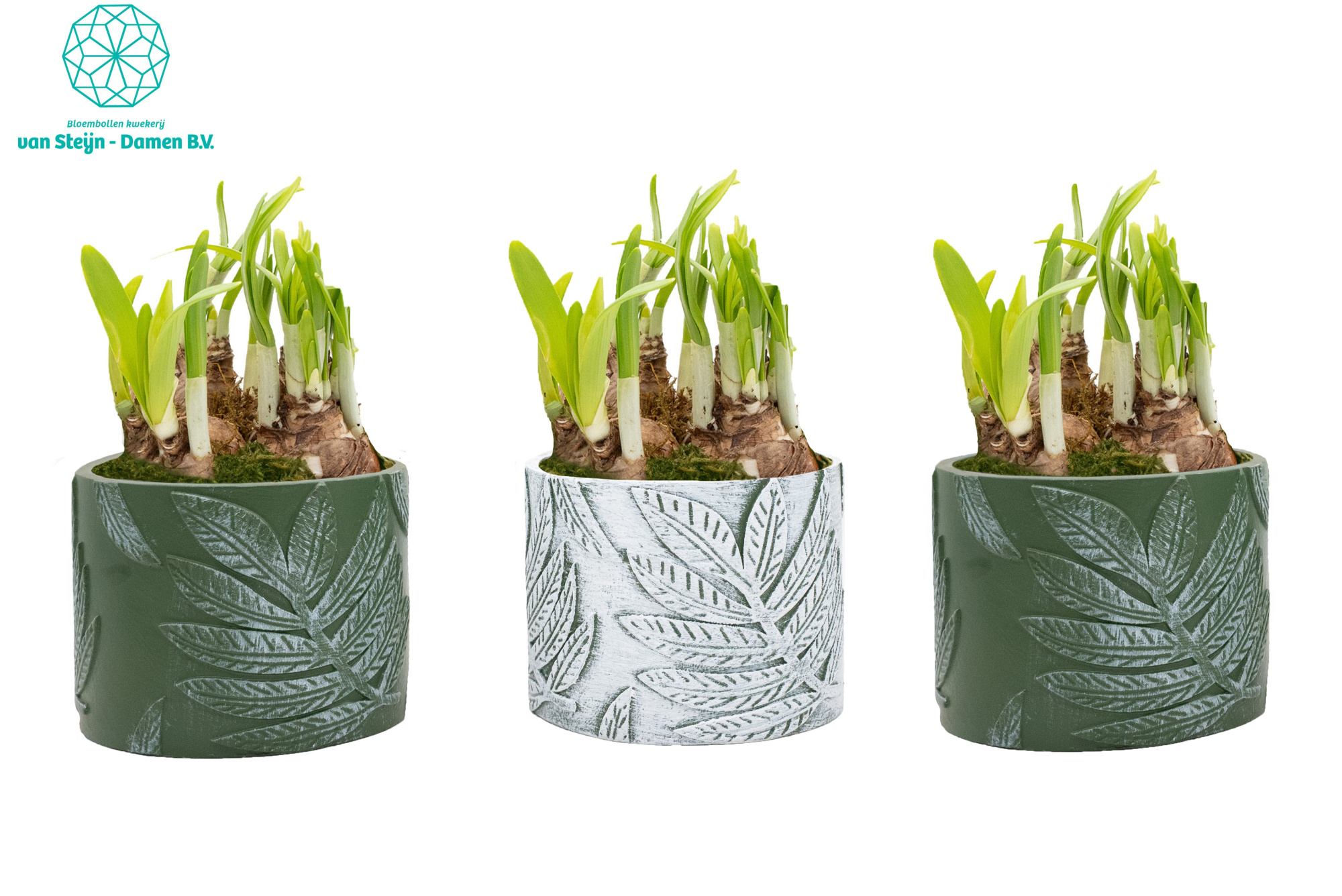 Narcissus 'Botanical Bliss' (Without Moss), D 12