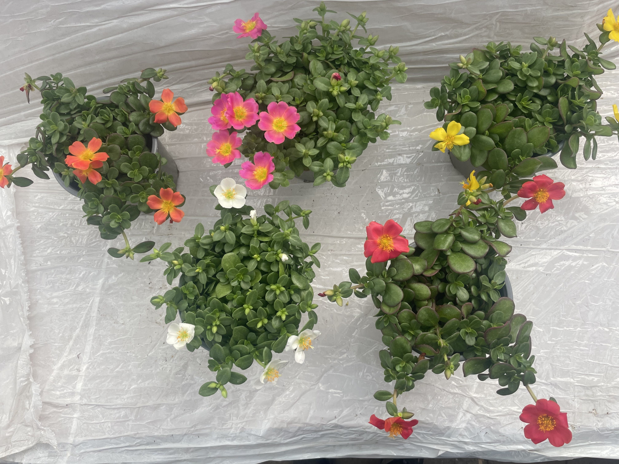 Portulaca grandiflora, verschillende kleuren, D 13