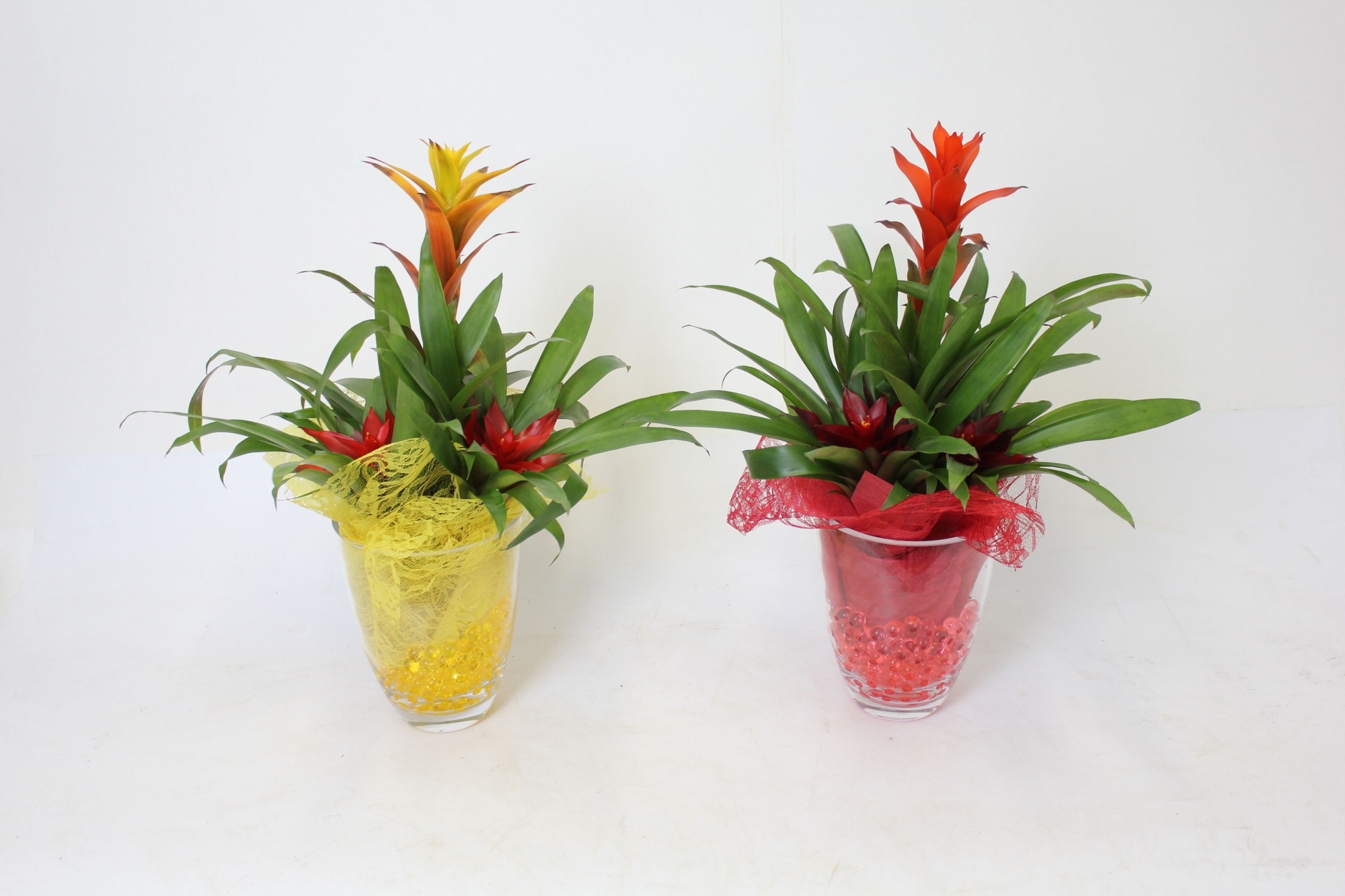 Bromelia in Glazen Dia Vaas 20 3 planten per pot, D 22 cm