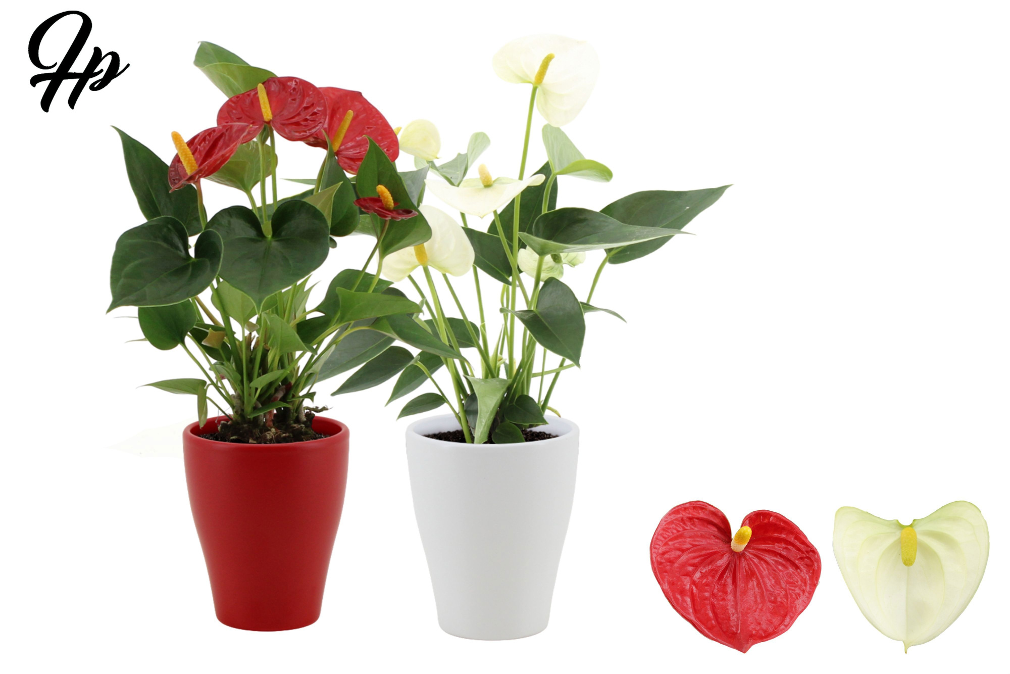 Anthurium 9 cm Red & White mix in Carly ceramics, D 9