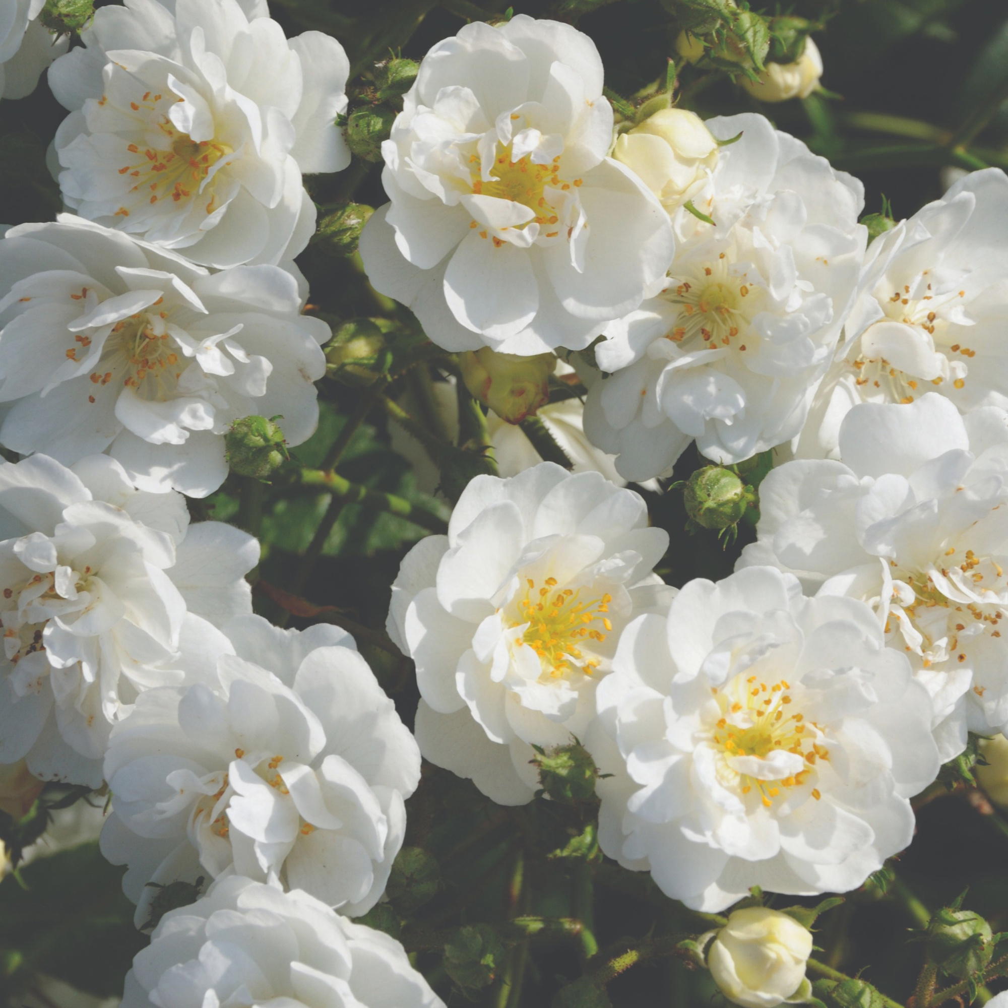 Rose (Rambler) Guirlande d'Amour ®, C3, 3 stok 75cm, D 17