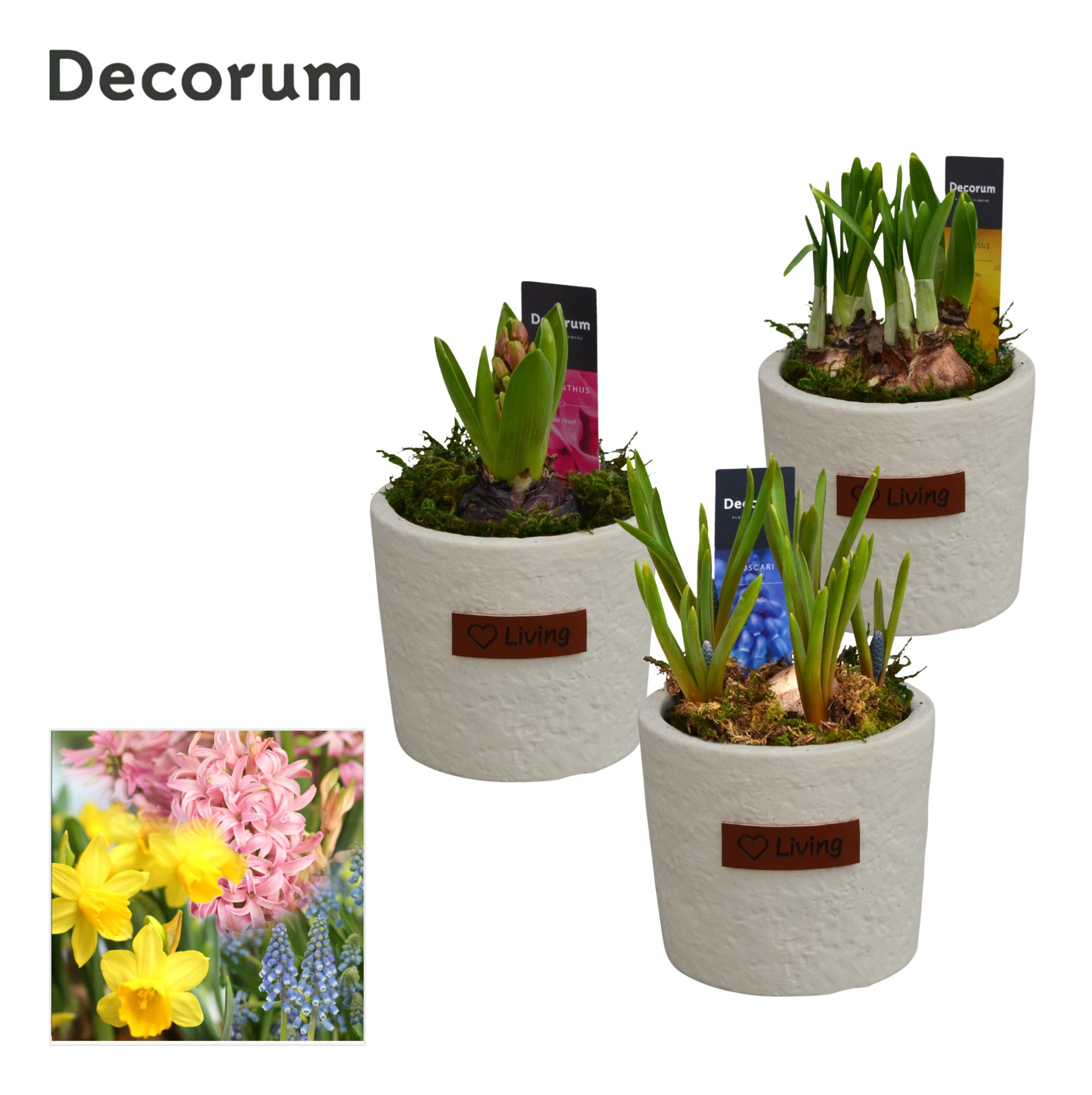 Bollenmix Love Living HL15133B, D 10