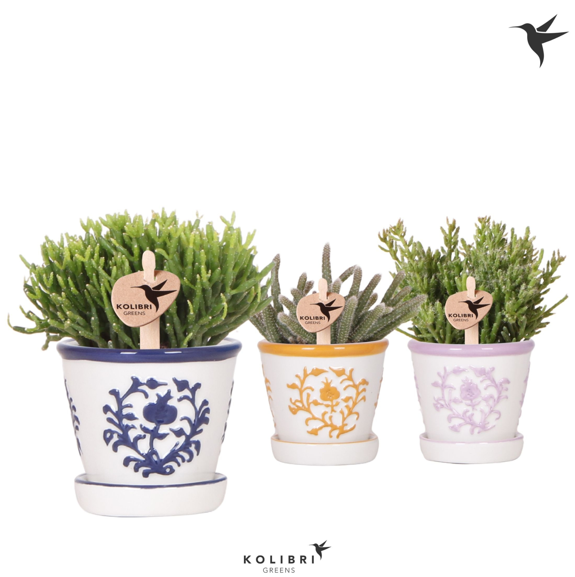 Kolibri Greens Rhipsalis mix in Malaga pot mix, D 6 cm