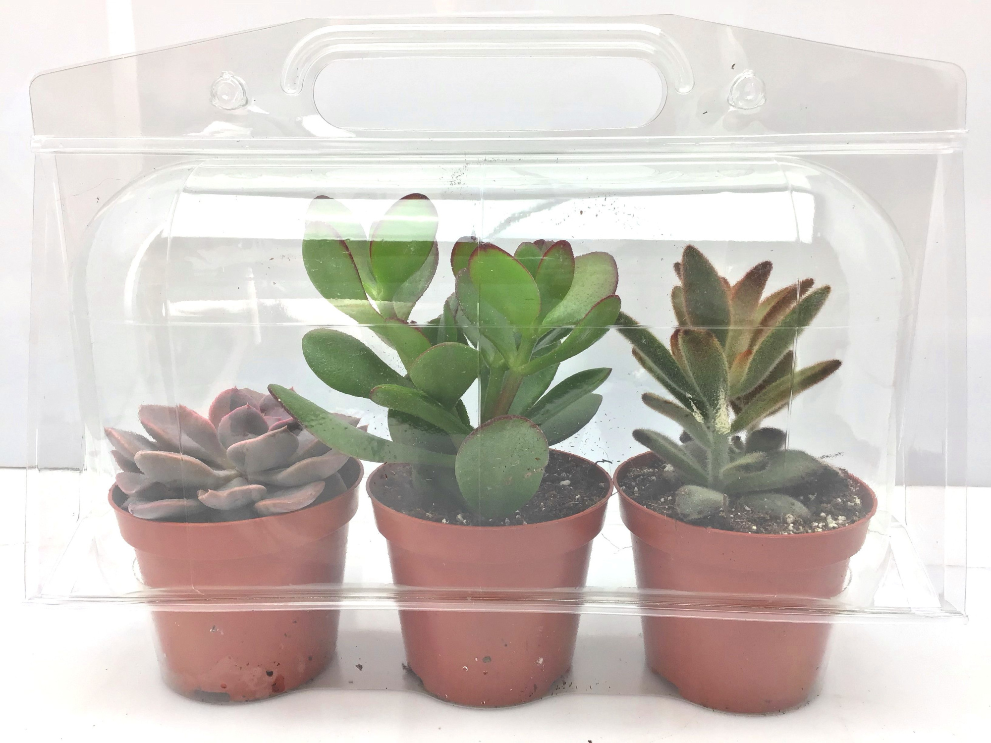 279 Trioblister succulent 8,5 cm, D 8,5 cm