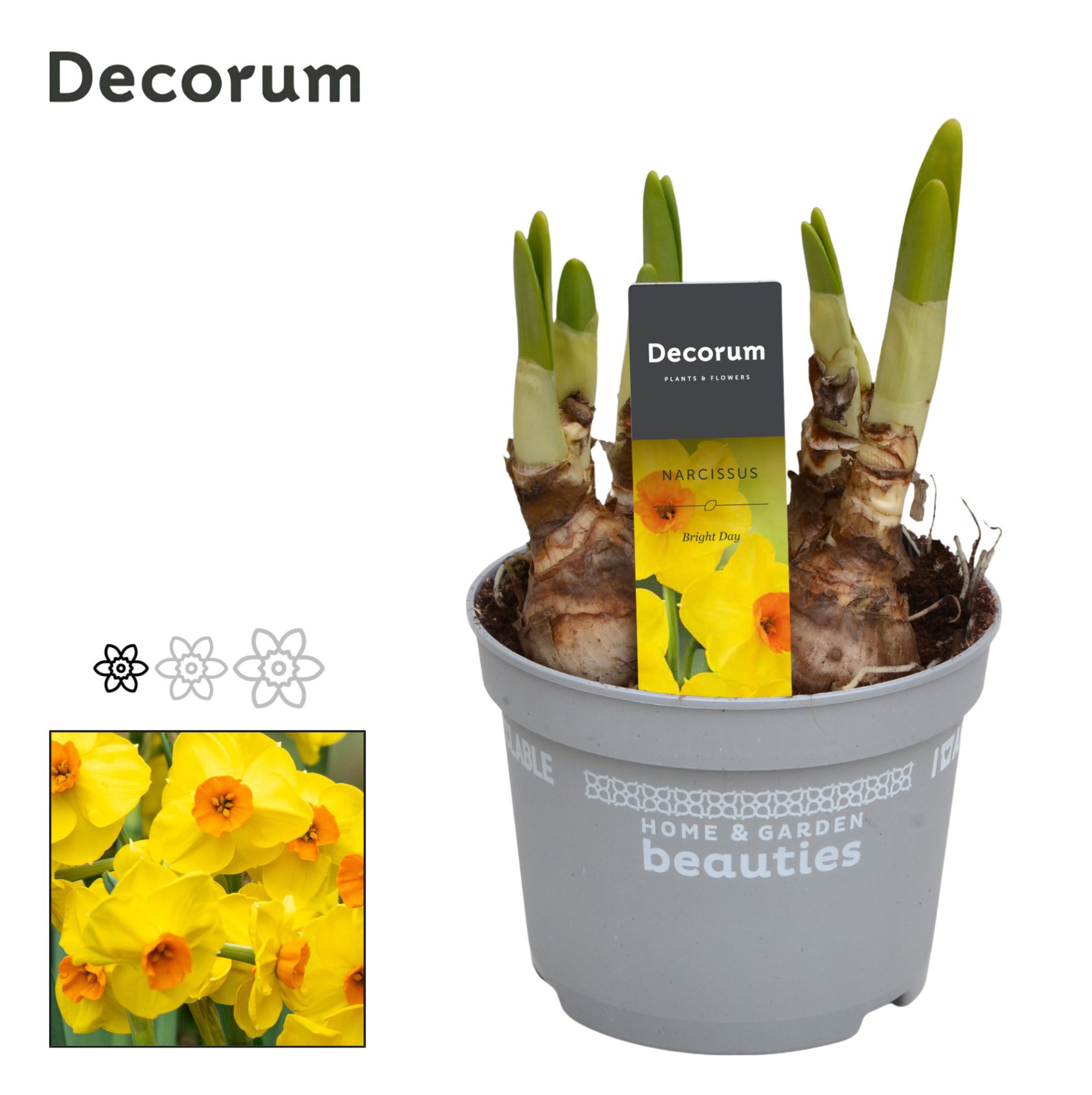 Narcis Bright Day, D 12