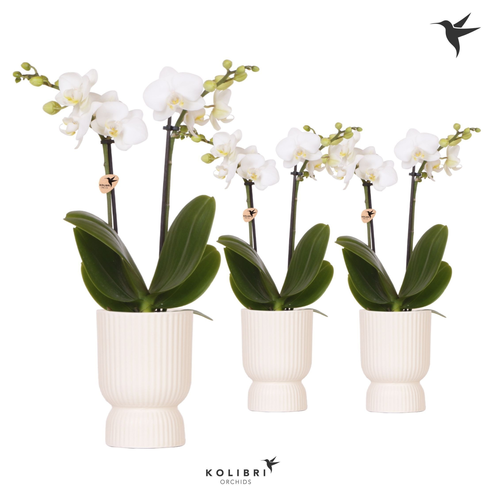 Kolibri Orchids Phalaenopsis white 2 spike in Diabolo travertine, D 9