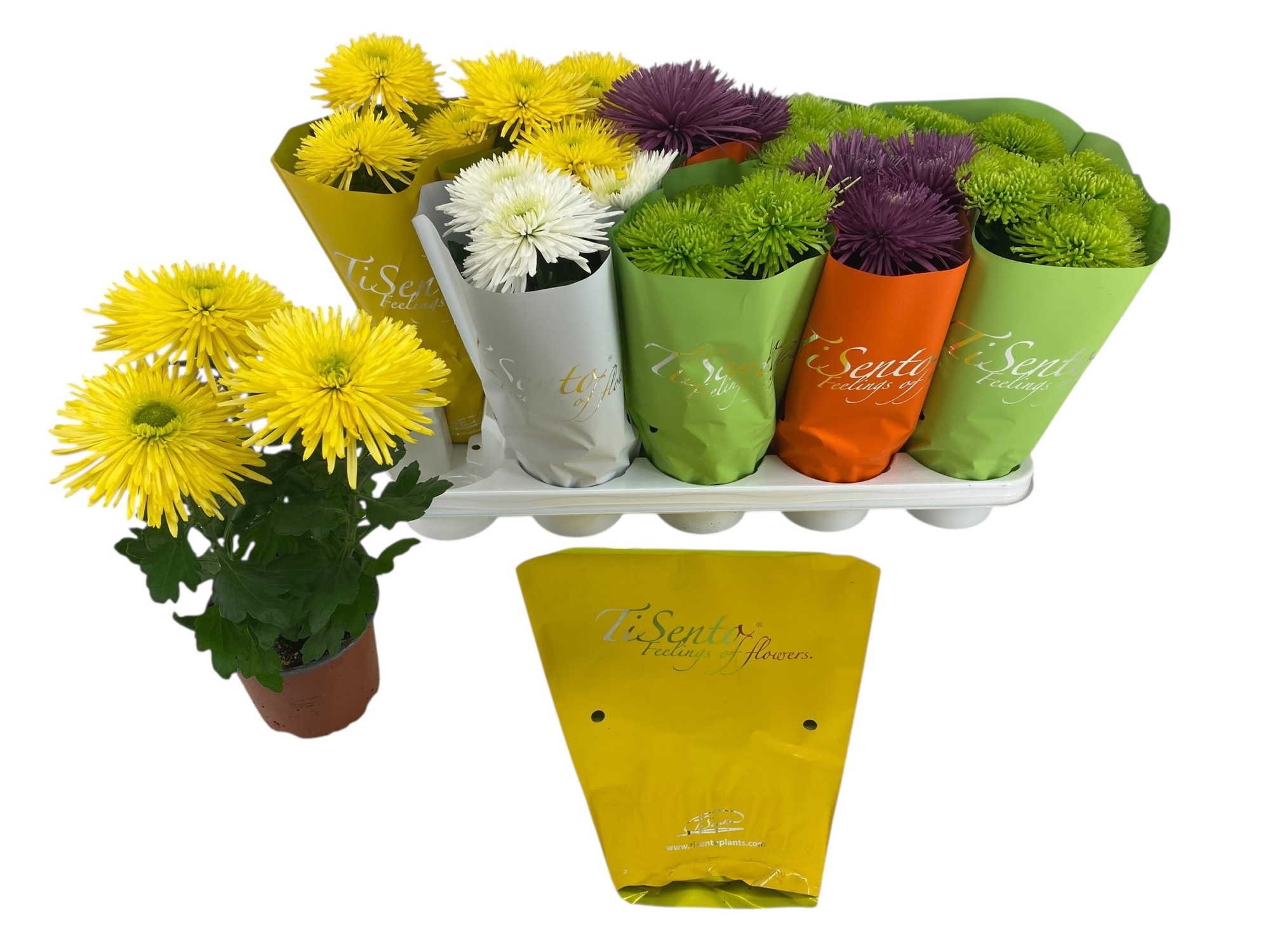 TiSento Chrysant Anastasia 12 cm - Mix, D 12 cm