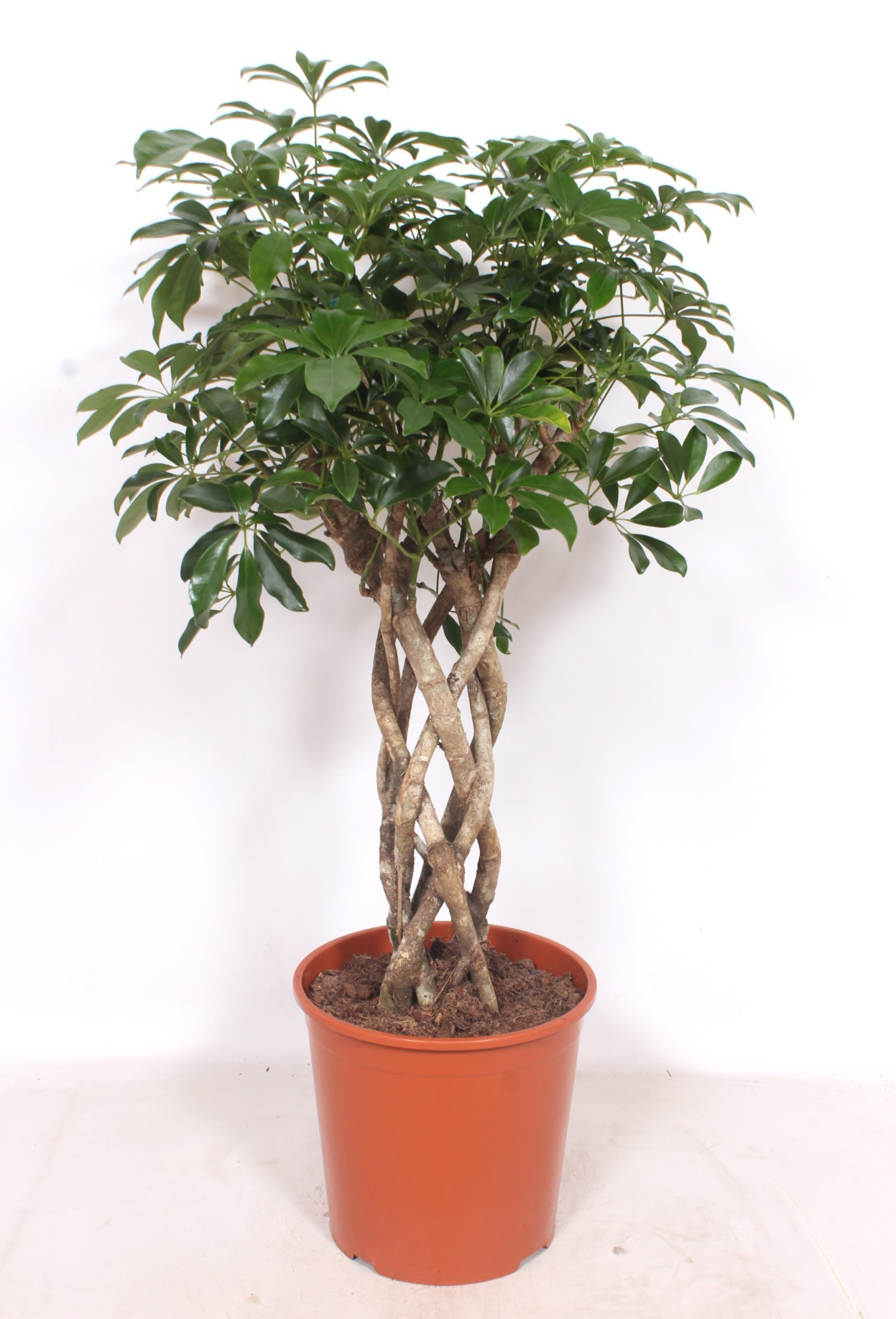 Schefflera arboricola 'Compacta', D 30