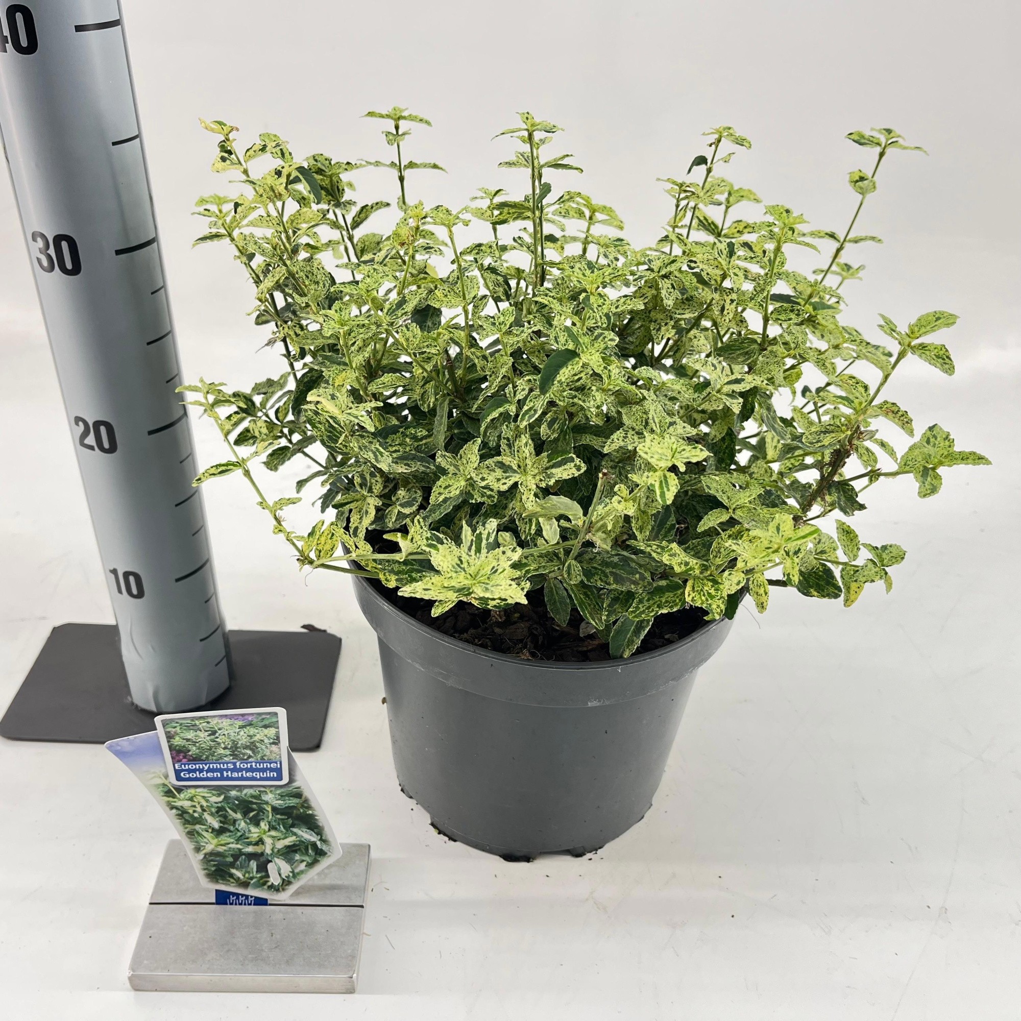 Euonymus fort. Golden Harlequin ('Hoogi'PBR), D 23 cm