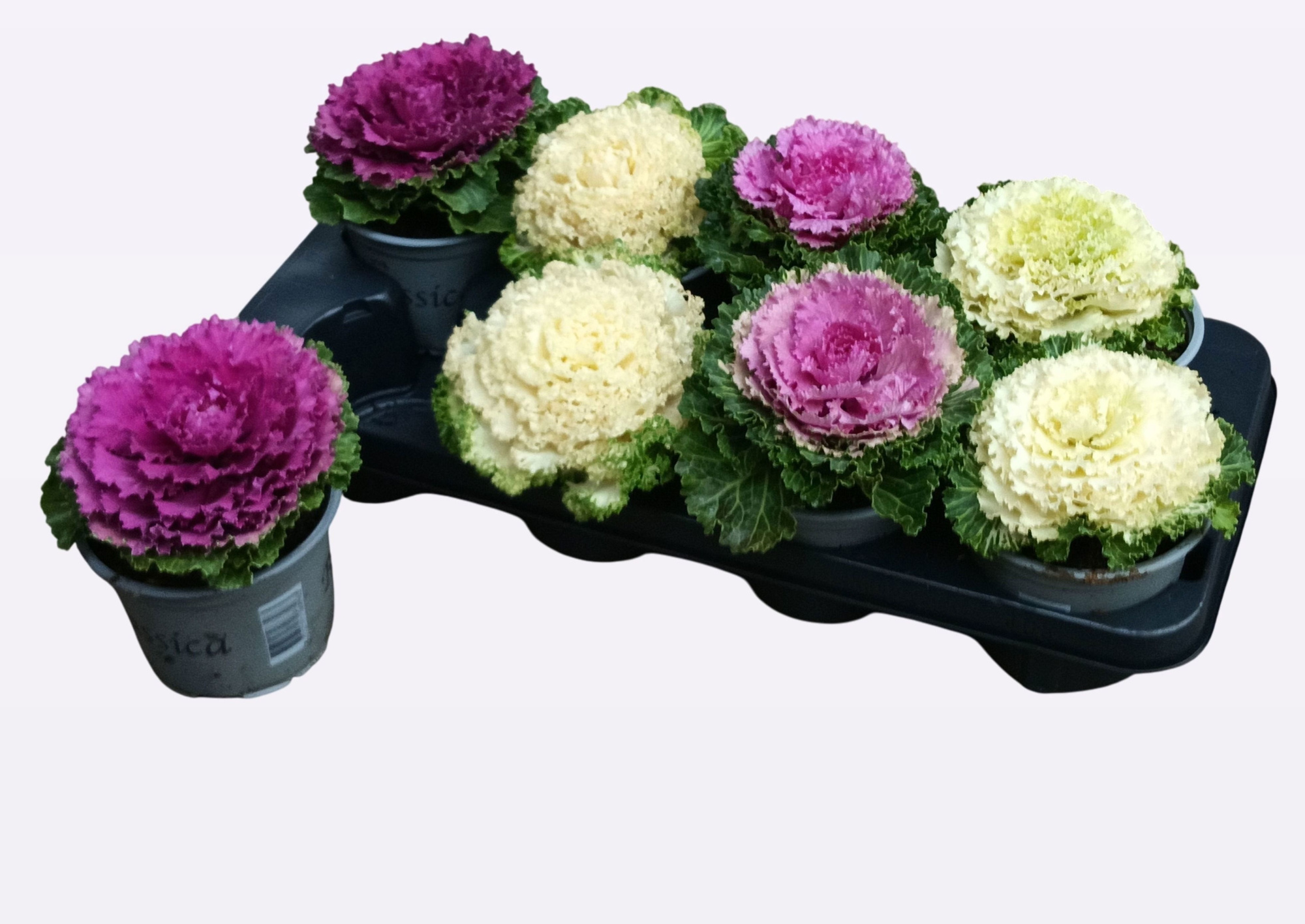 Brassica oleracea, D 13