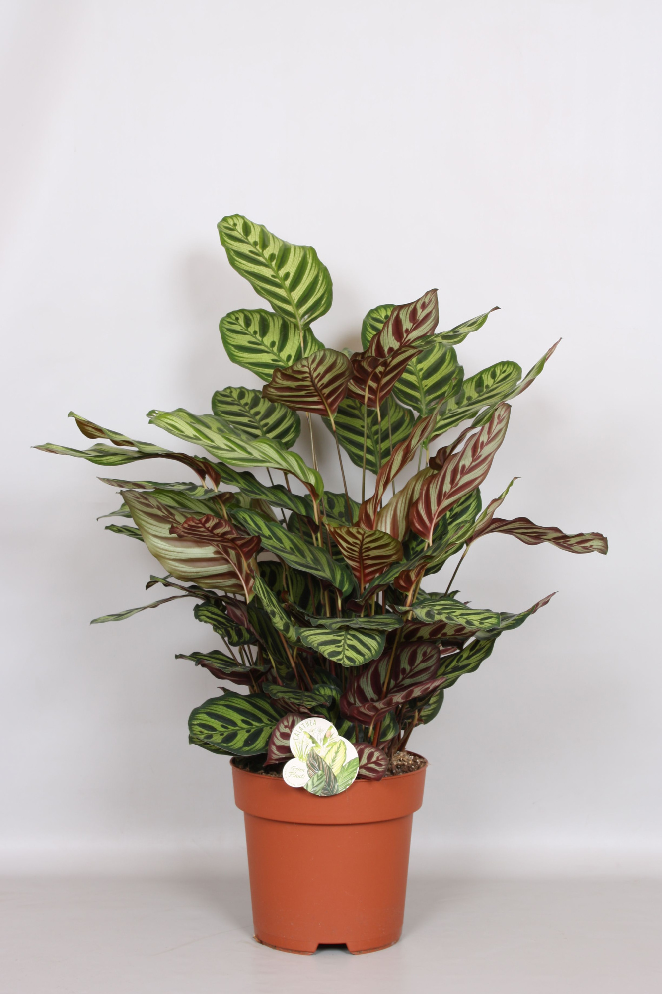Calathea Makoyana - Green4life, D 24 cm