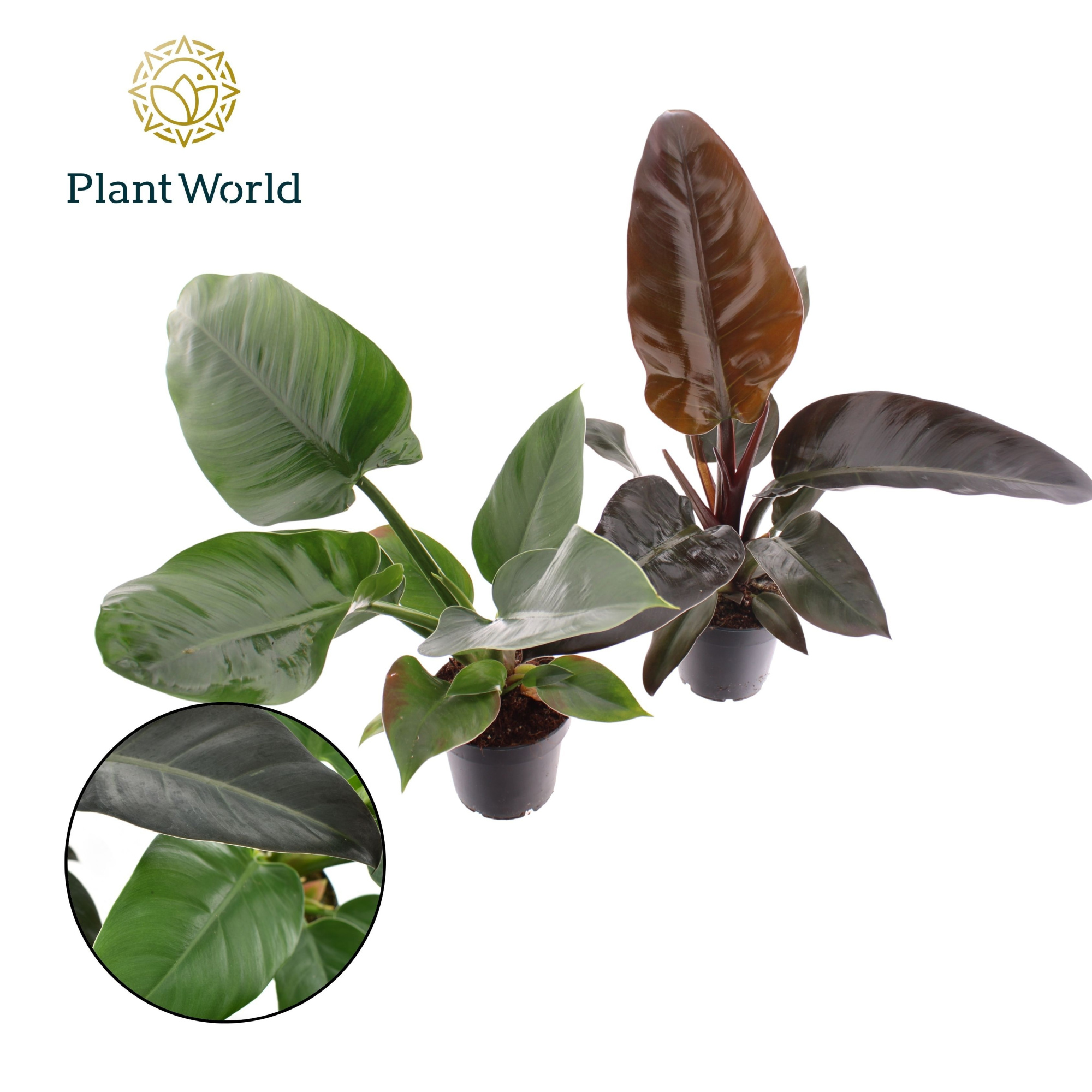 Philodendron mix Imperial Green & Red, D 12 cm