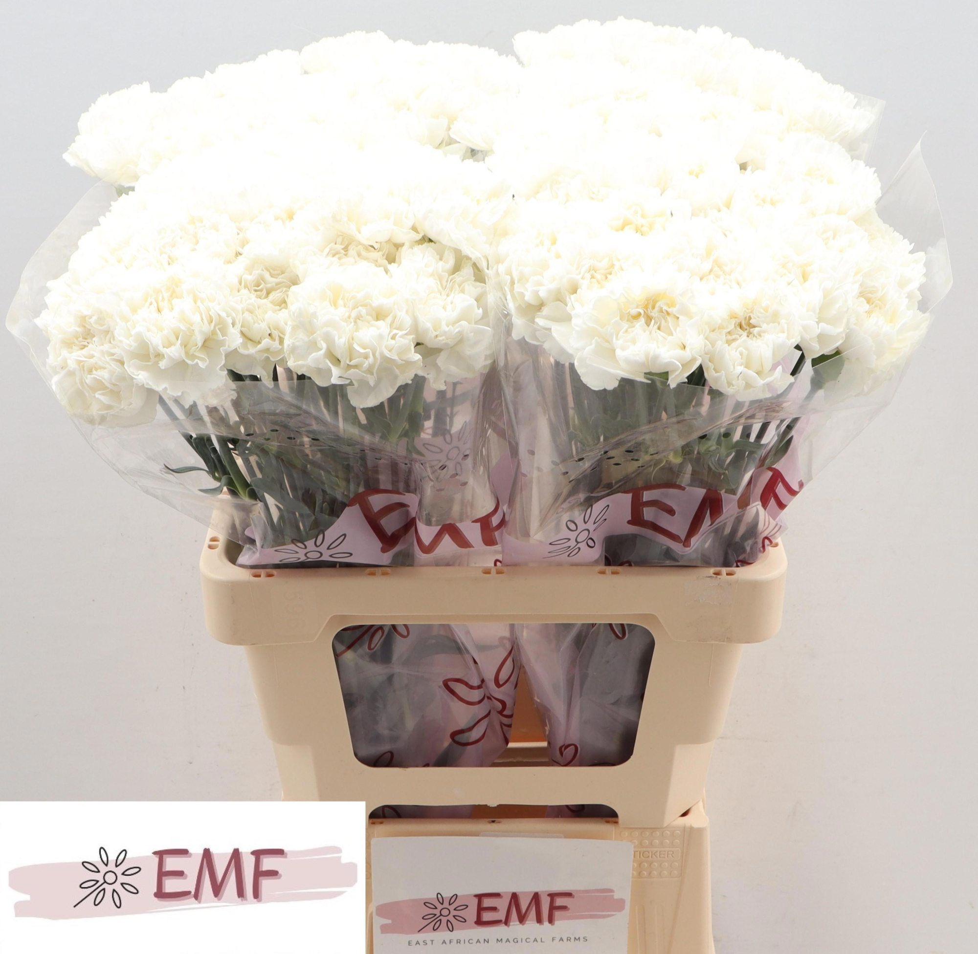 Диантус од. Мадам Колетте, шт.