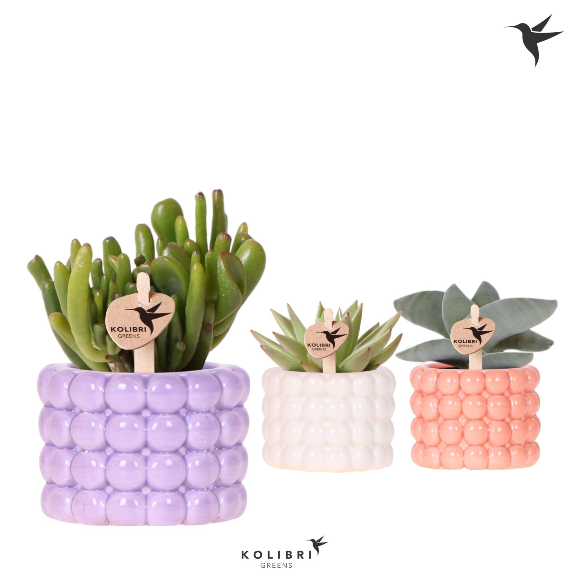 Kolibri Greens Succulenten mix in Poppy pot mix, D 6 cm