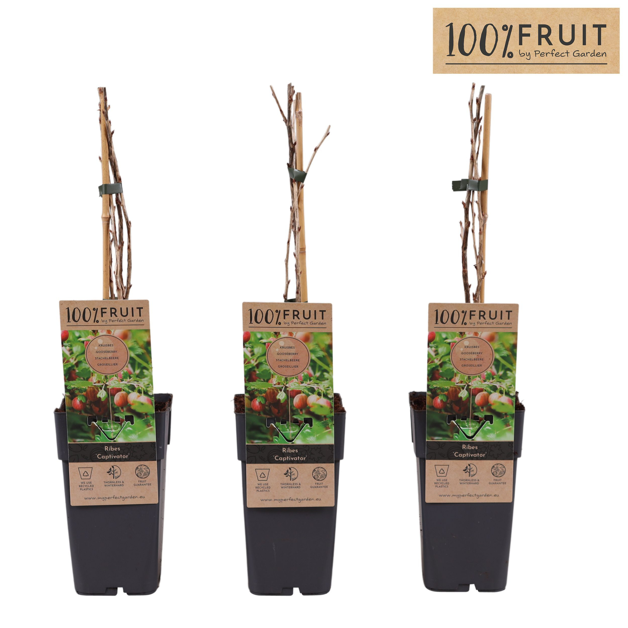 Ribes uva-crispa Captivator P15, D 15