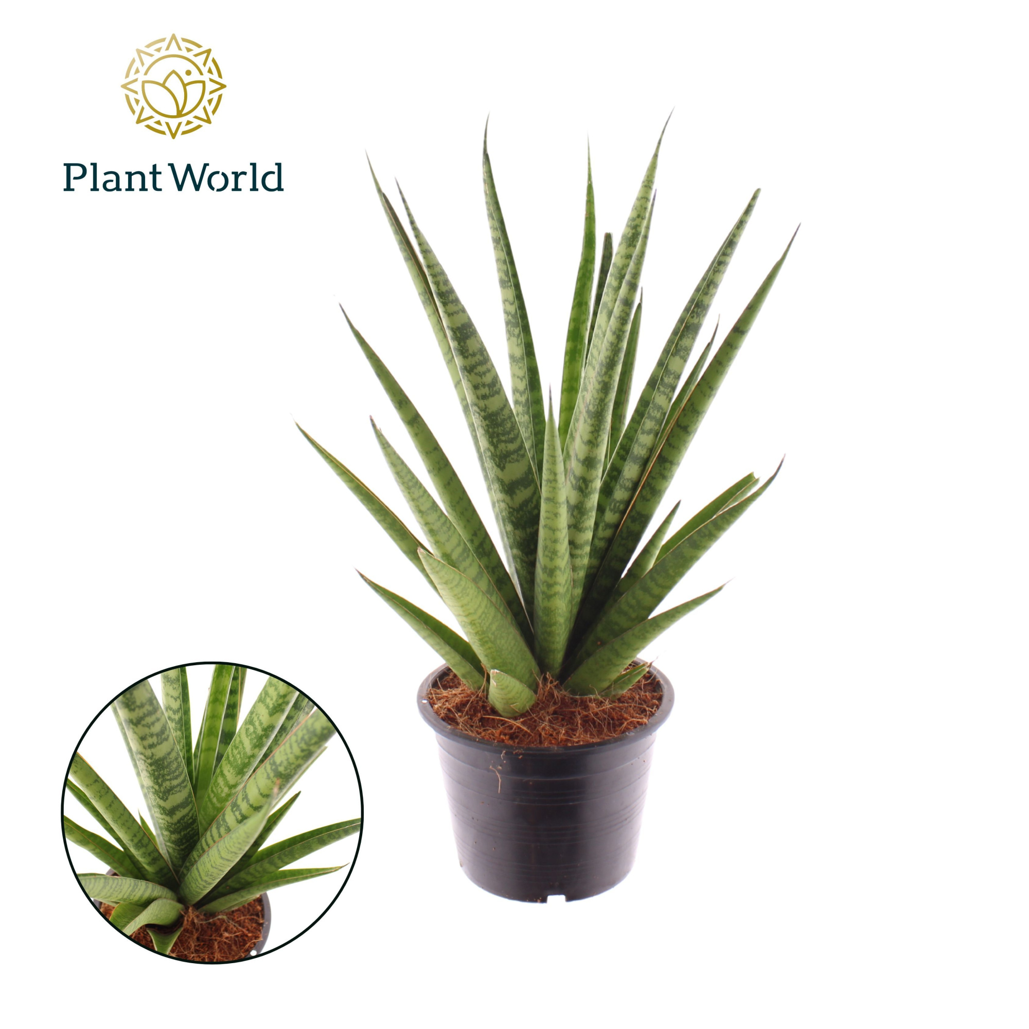 Sansevieria 'trifciata' Pineapple, D 14 cm