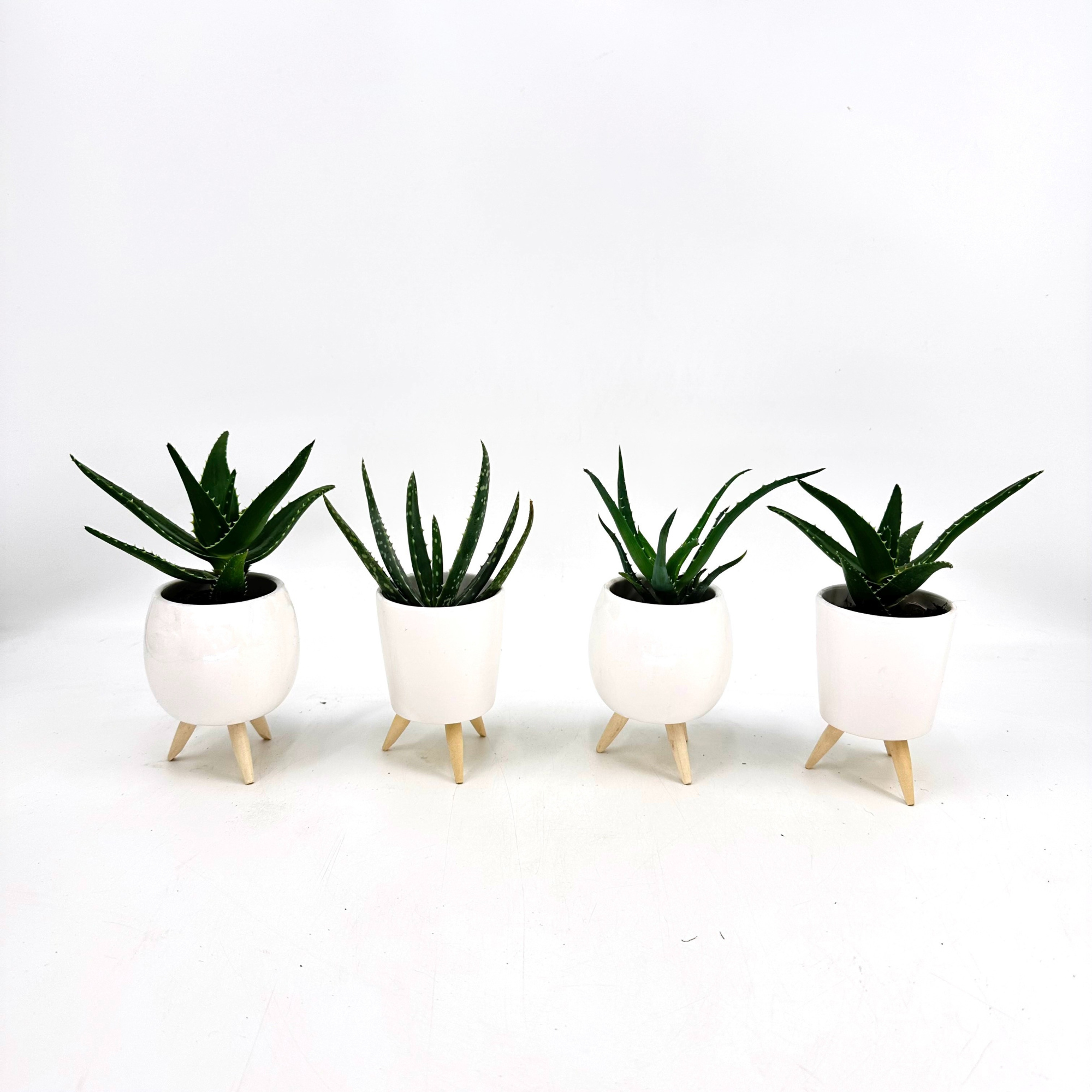 Mini Aloe Mix in Special pot in Special pot (EH2234), D 6 cm