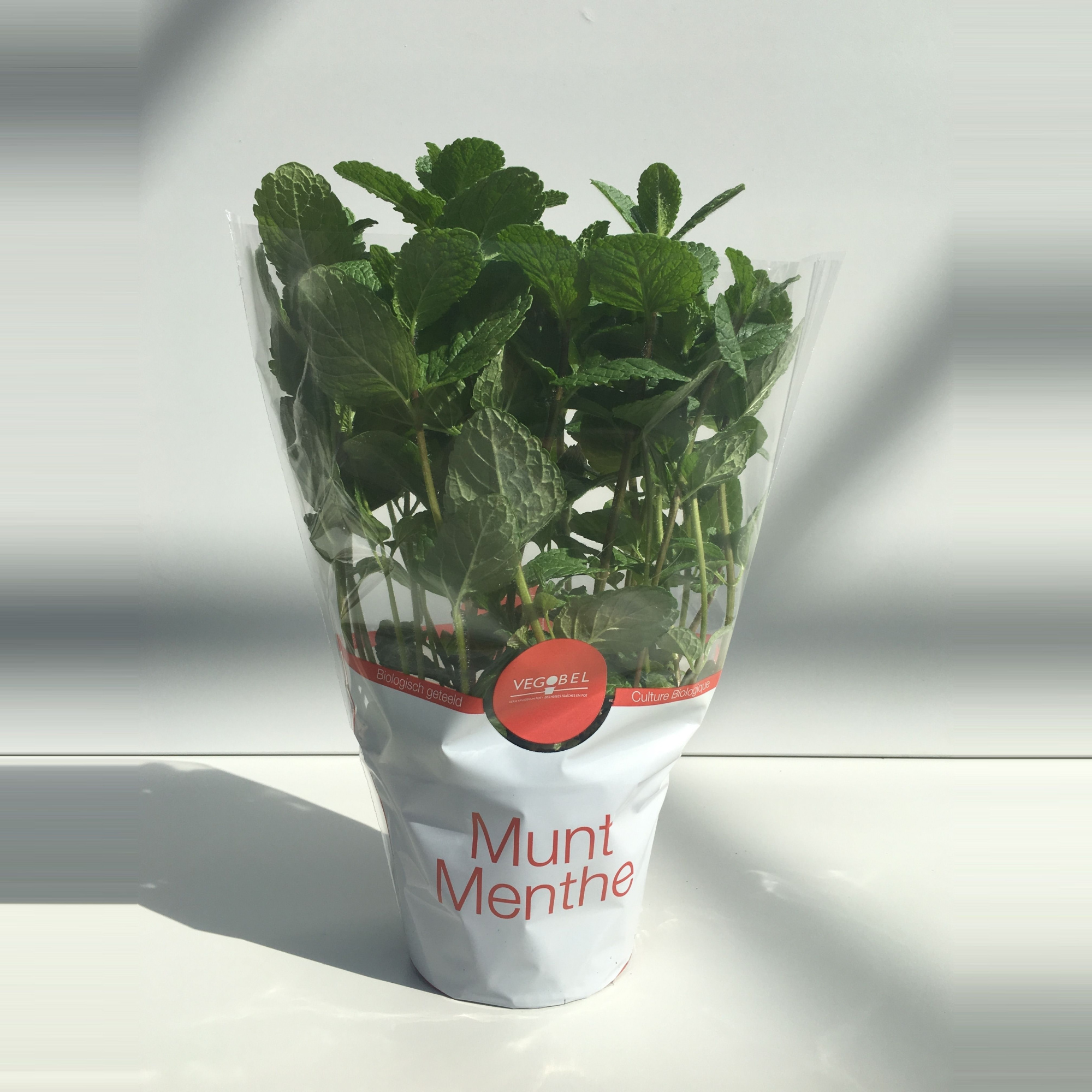 Munt Marokkaanse P12, D 12 cm