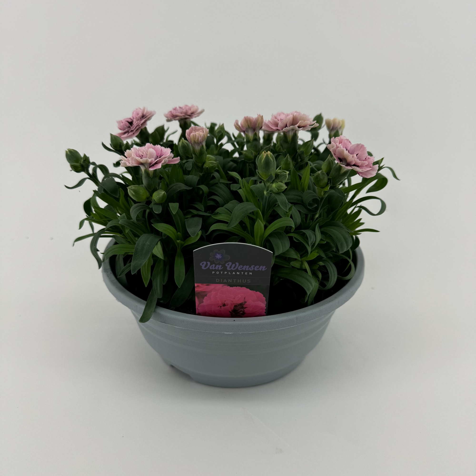 Dianthus 'Oscar' Purple Star, D 21