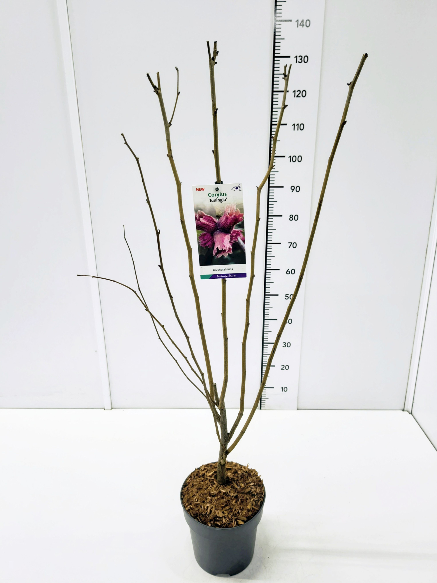 Corylus maxima 'Juningia' 80-100C5, D 23