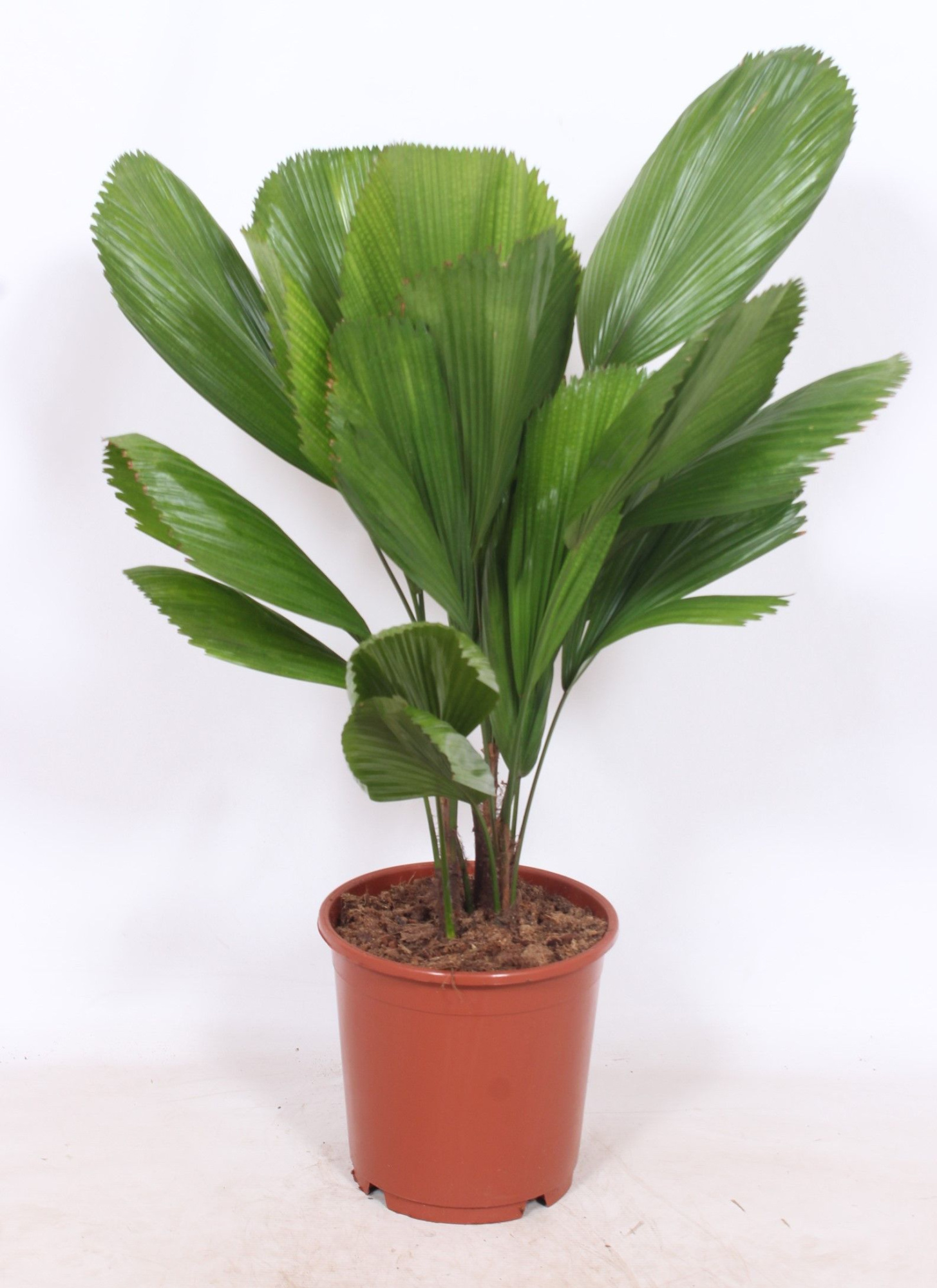 Licuala grandis, D 24 cm