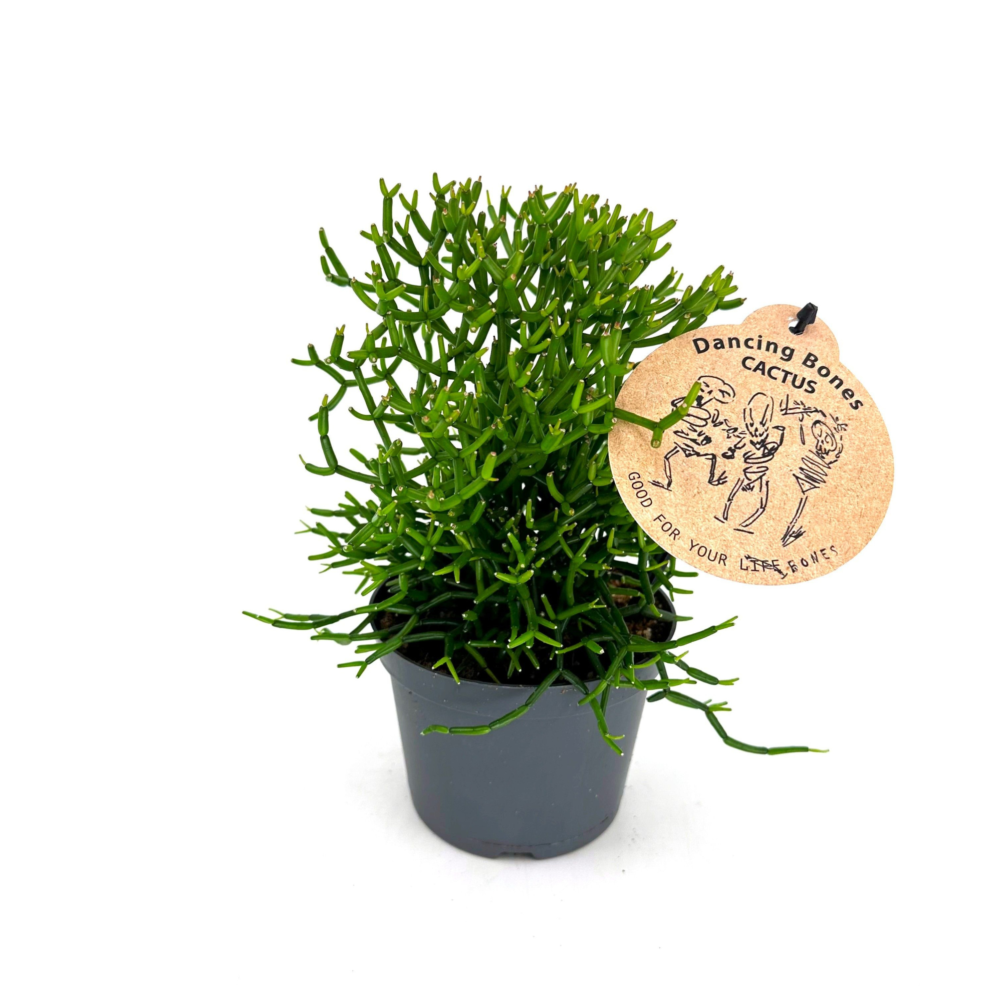 Hatiora Bambusoides "Dancing Bones Cactus", D 12 cm