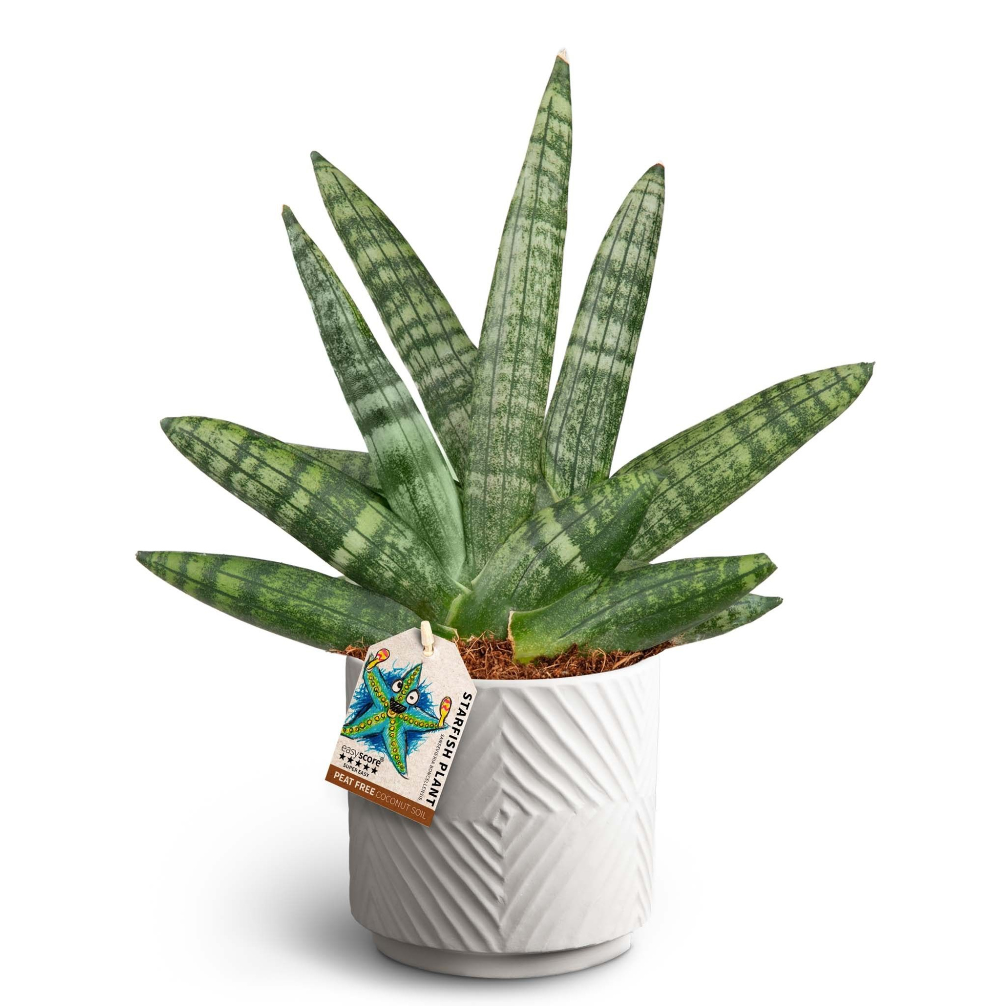 Dune Sand, Sansevieria Boncellensis, D 12 cm