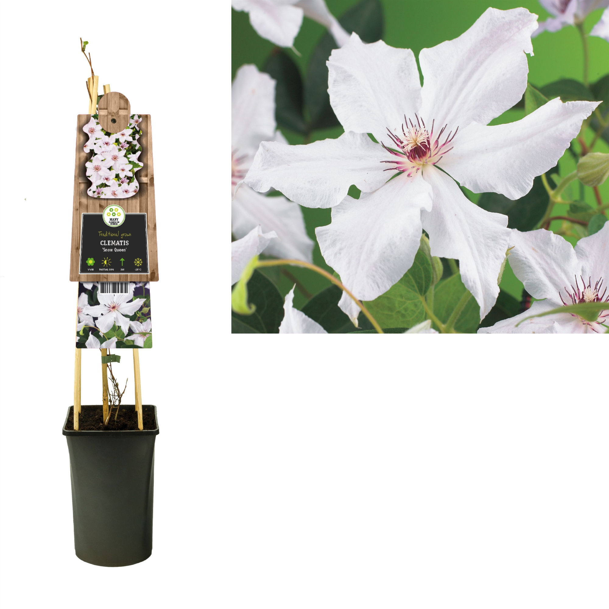 Clematis 'Snow Queen' +3.0 label, D 17