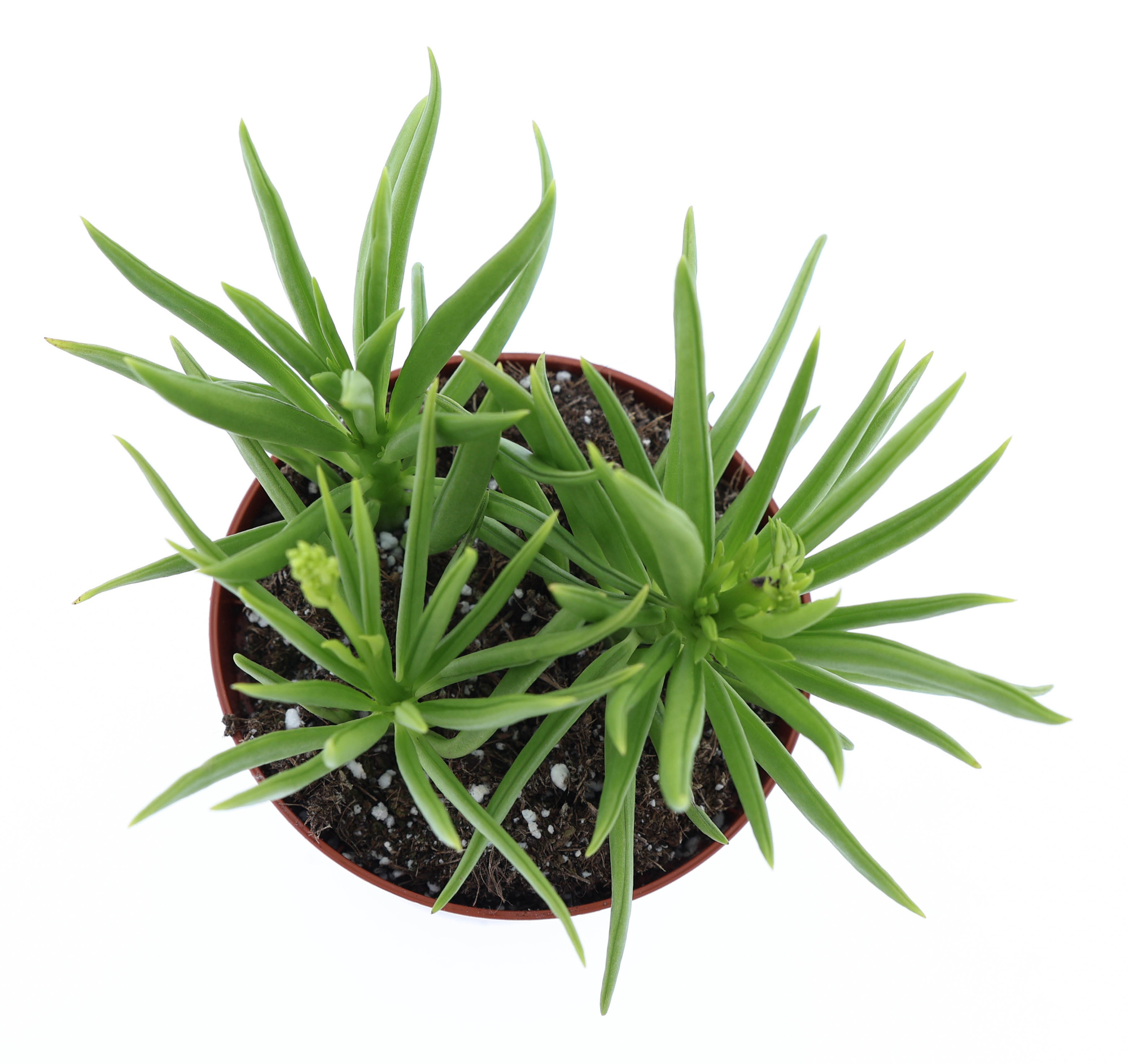 Peperomia Happy Bean, D 8,5 cm