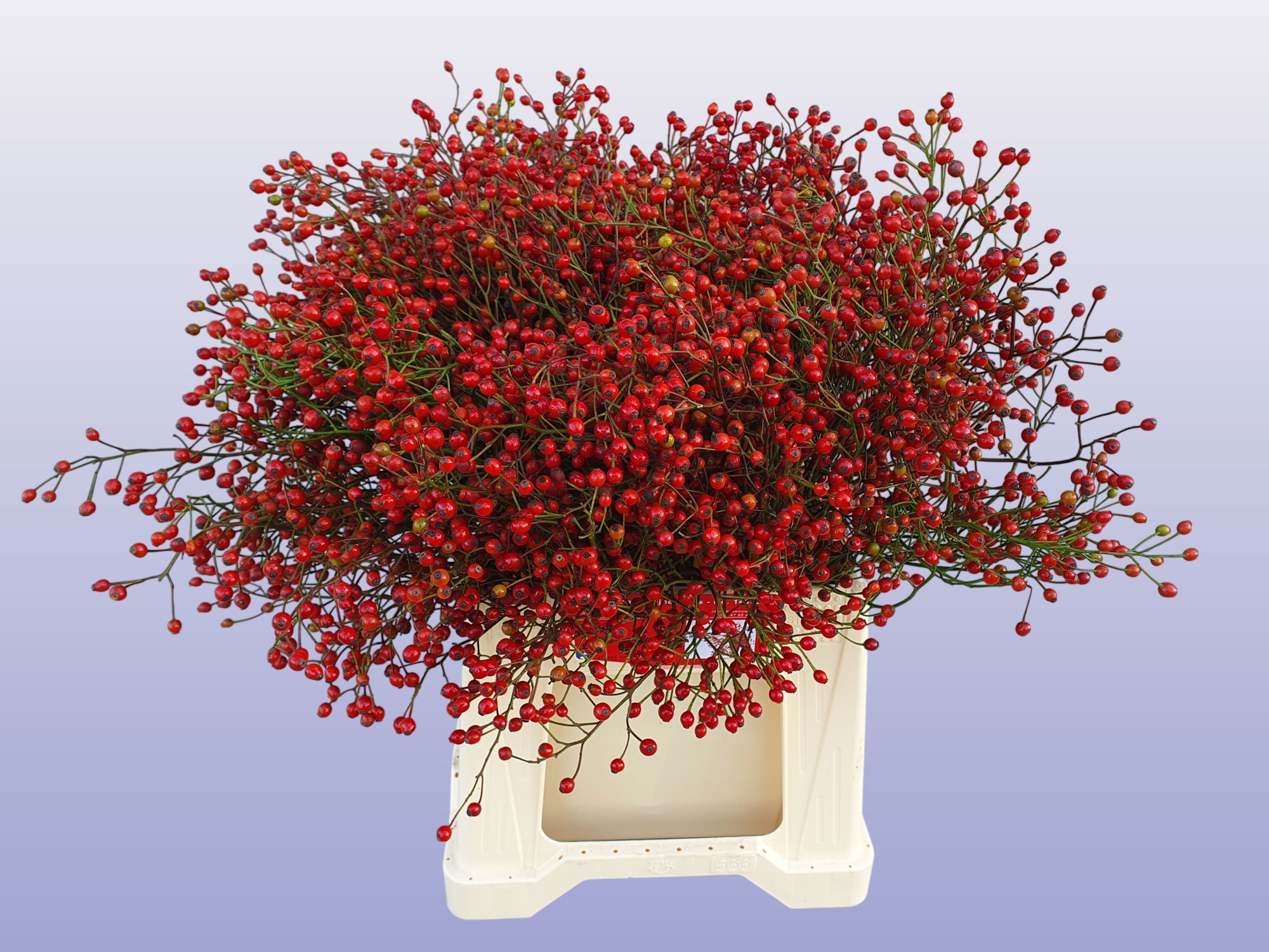 Рузботель Отем Сплендор 45, шт.