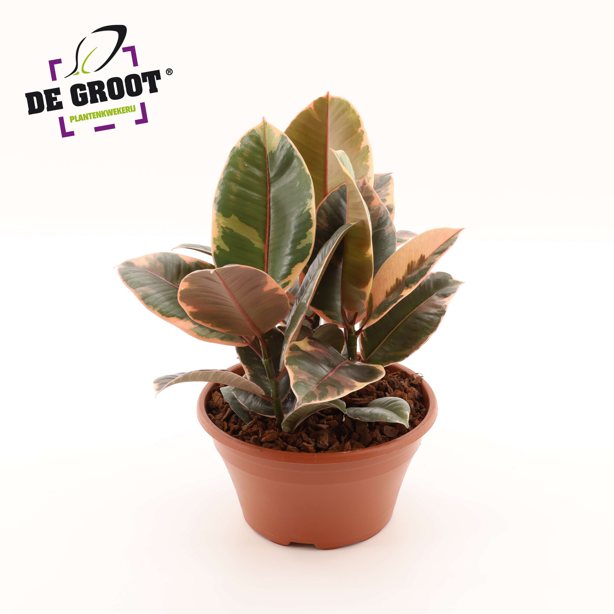 Arrangement Ficus belize in schaal, D 23 cm