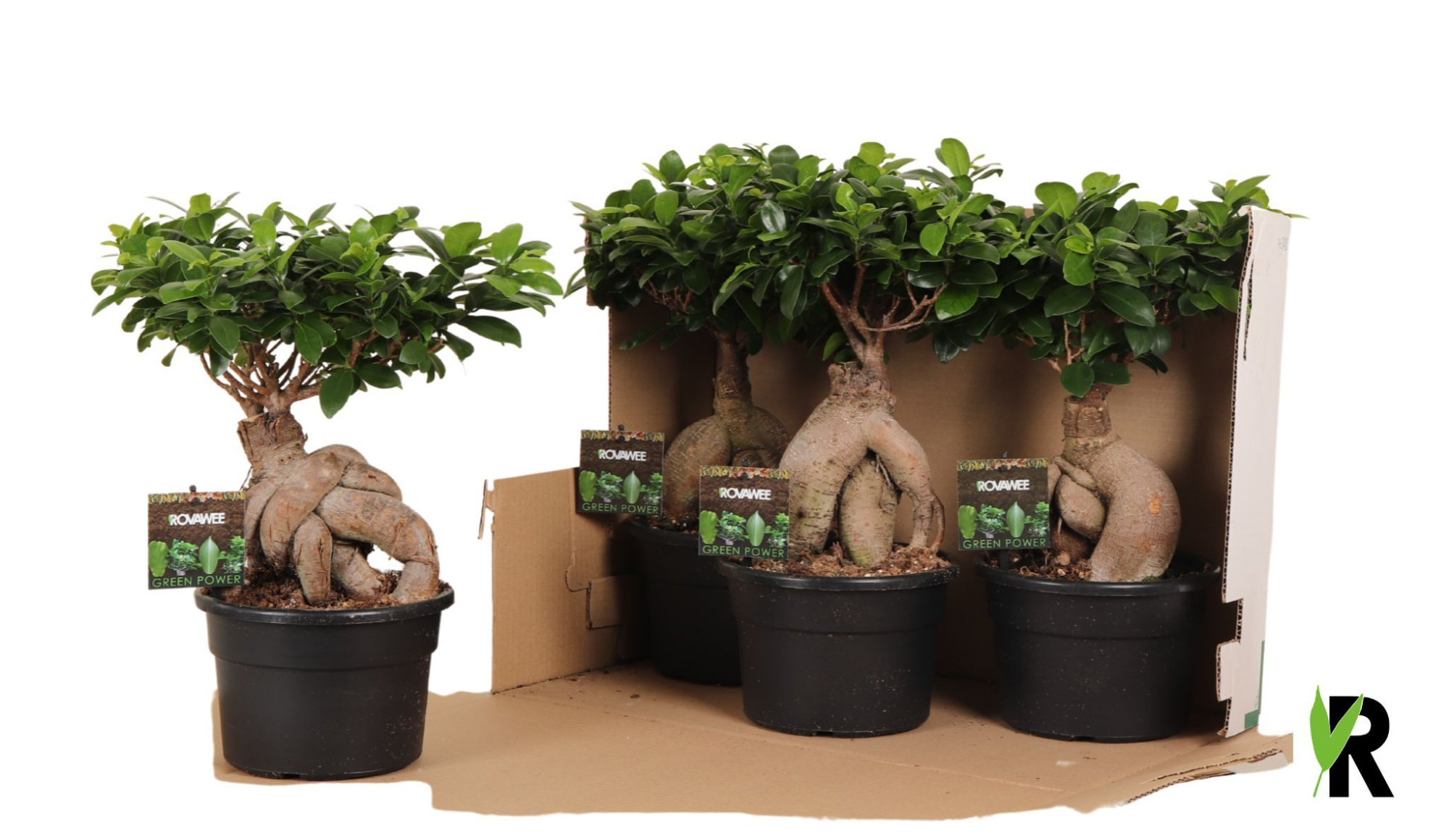 Ficus micr. Ginseng in kunststof pot in fust 348, D 19 cm