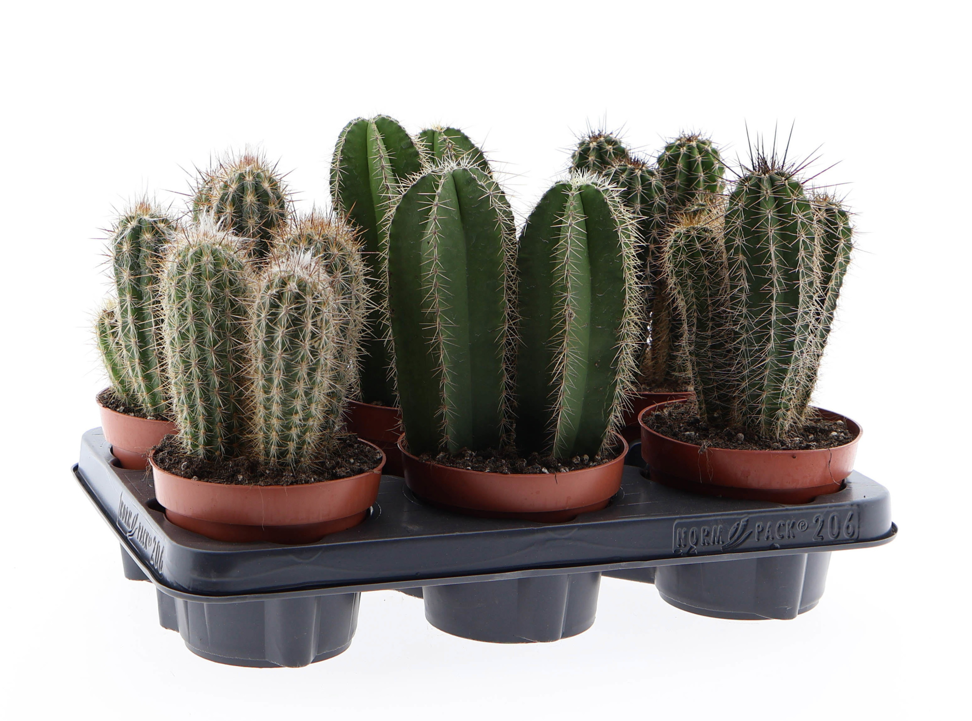 Cactus zuil mix, D 12 cm