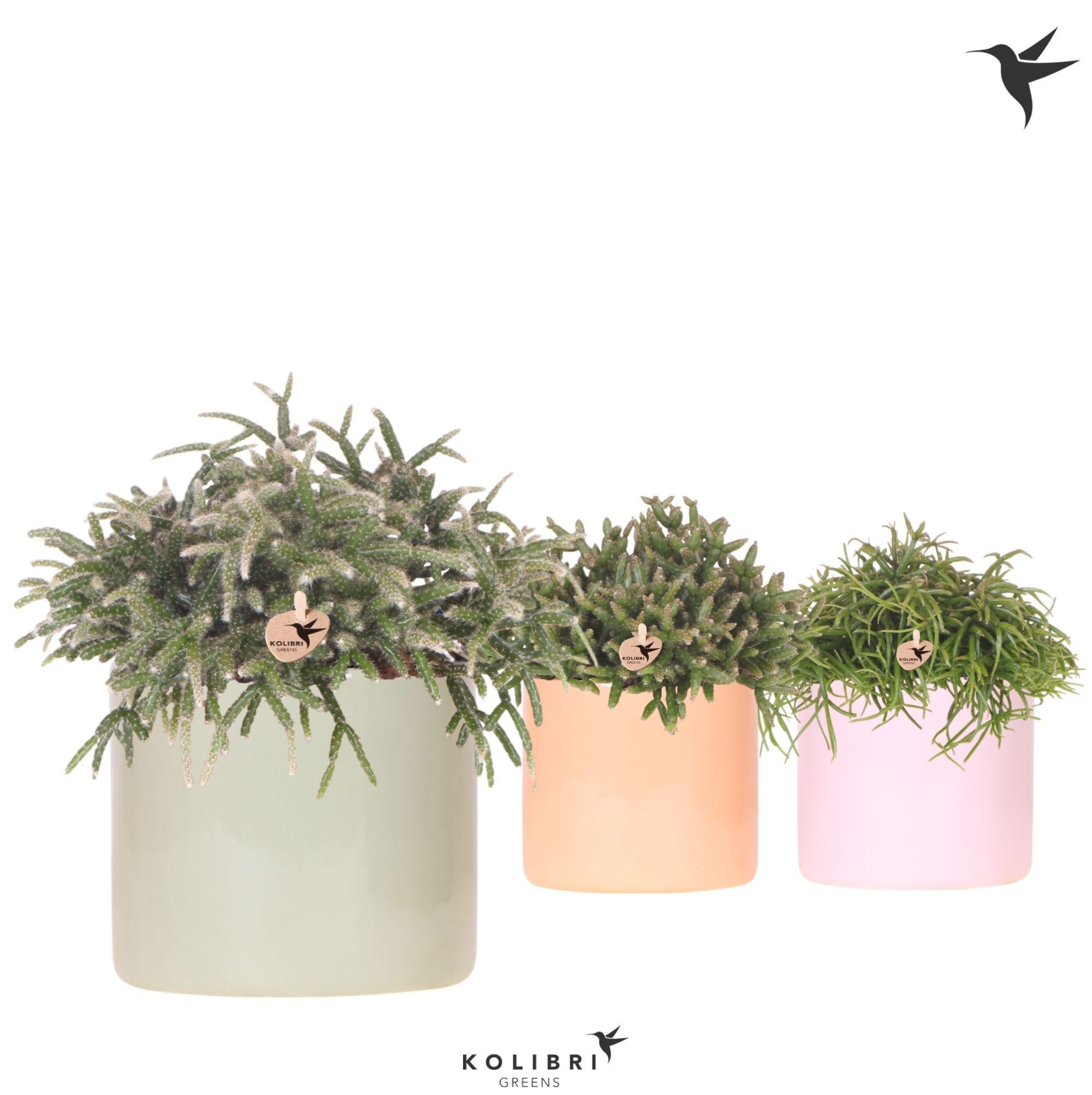 Kolibri Greens Rhipsalis mix in Funky pot mix, D 12