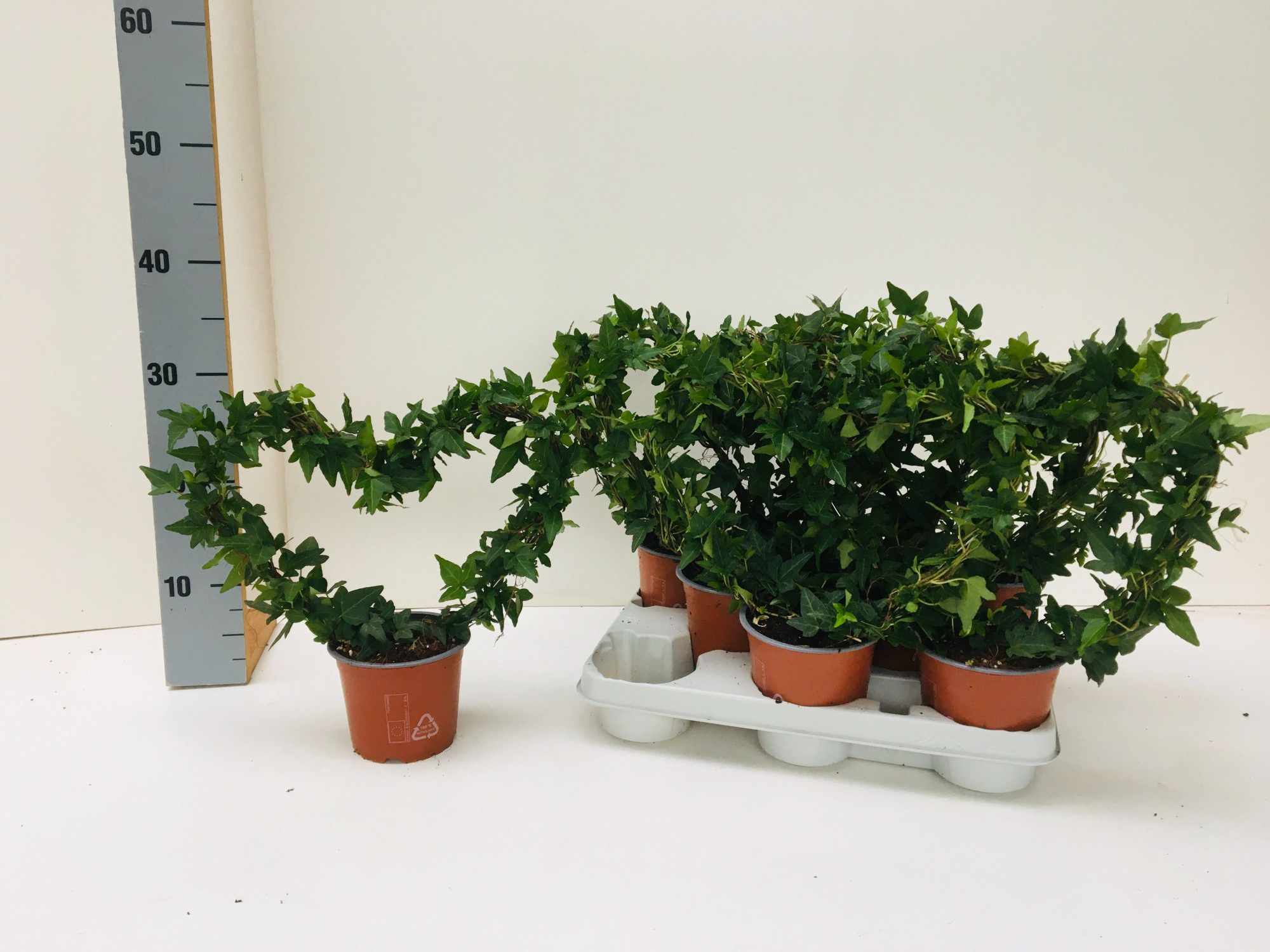 Hedera Shamrock Hart Mini, D 12 cm