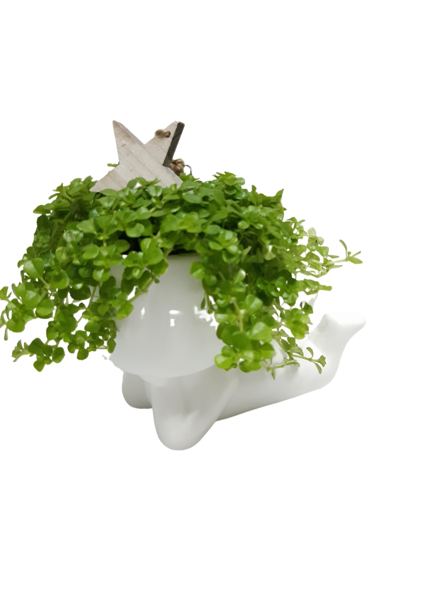 CLXL20KST Chillings XL White 20cm Wooden Star KERST, D 20