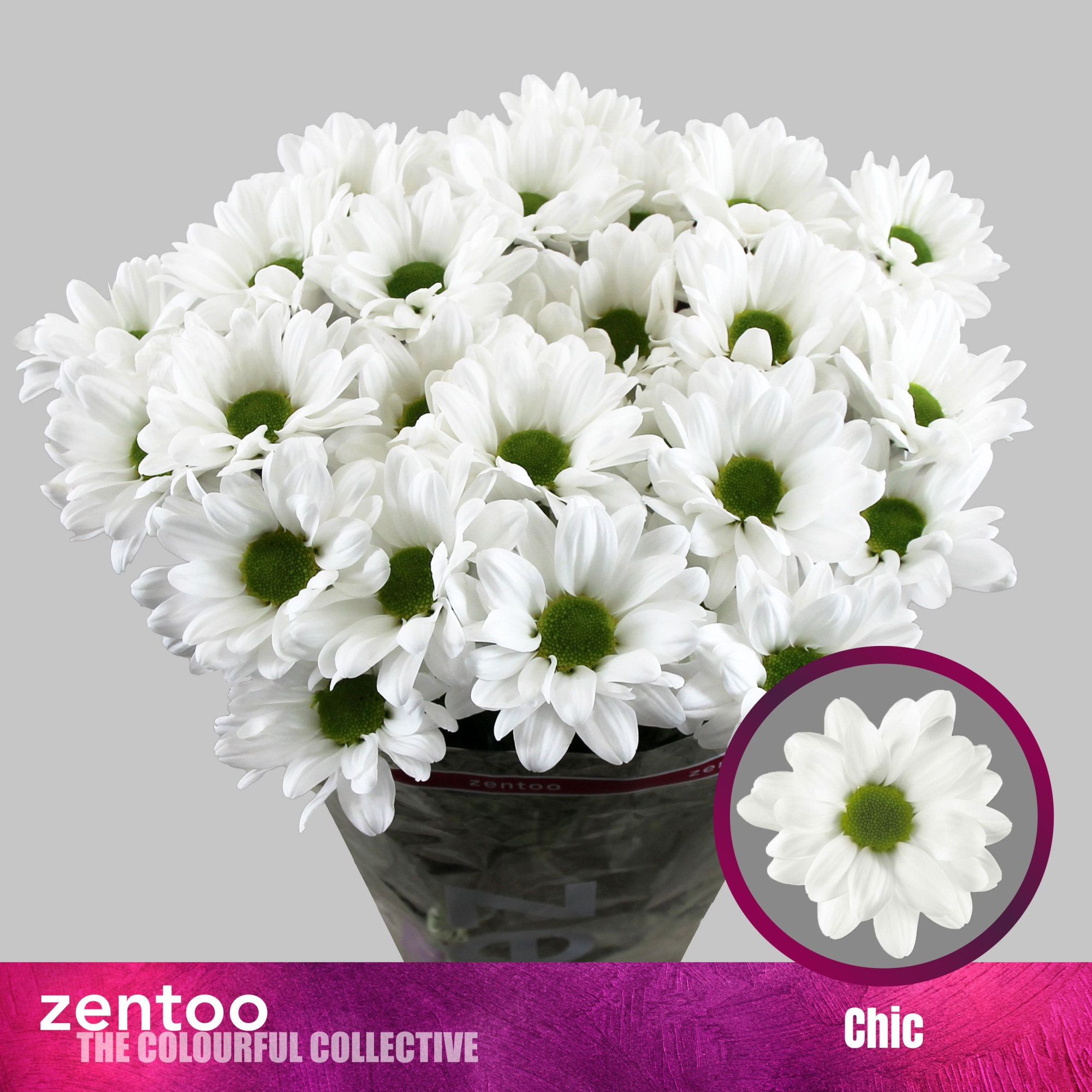 Хризантема куст. Чик 70 (бел.), шт.