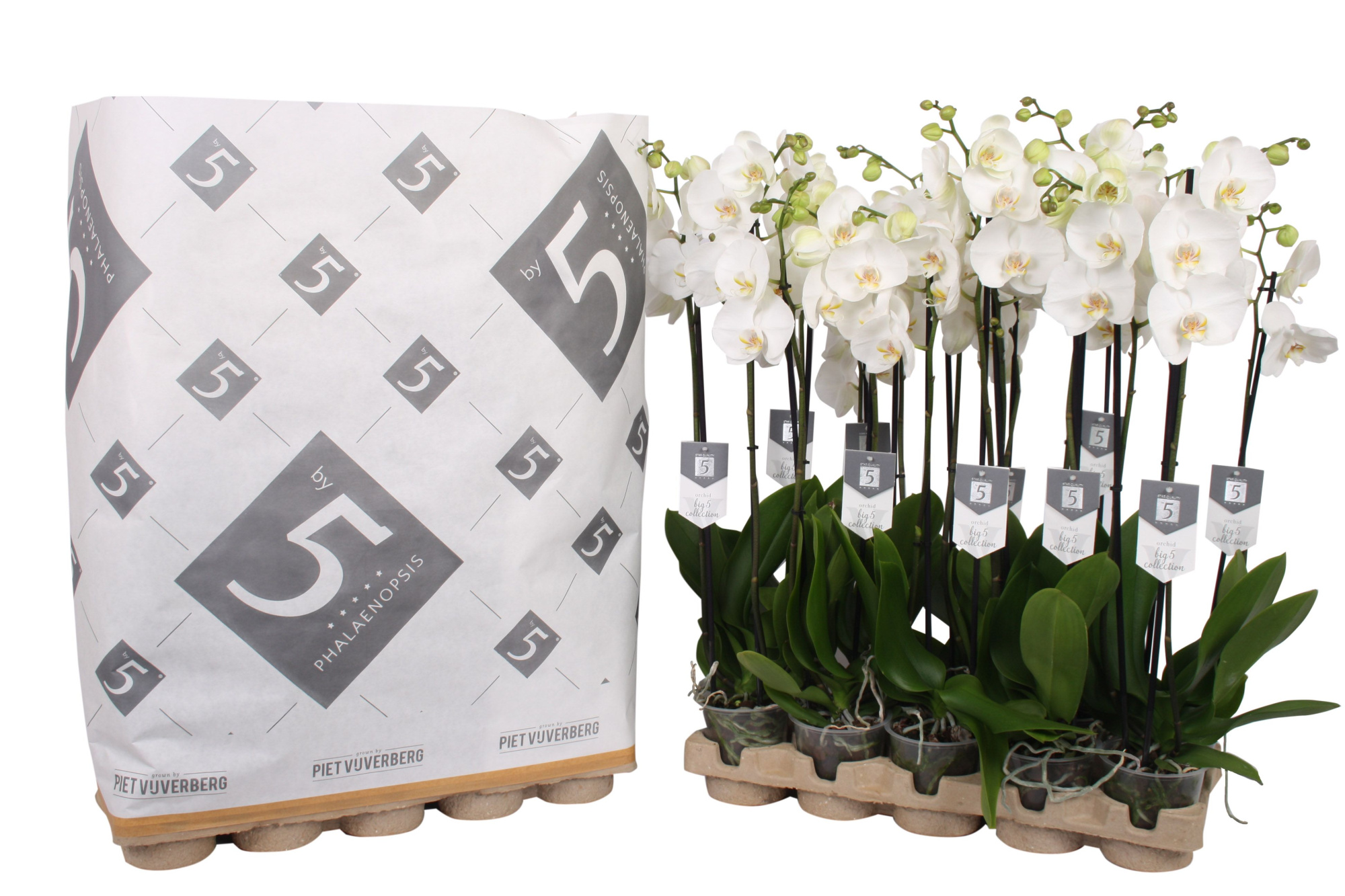 Phalaenopsis White World 2-spike in pulp tray, D 12 cm